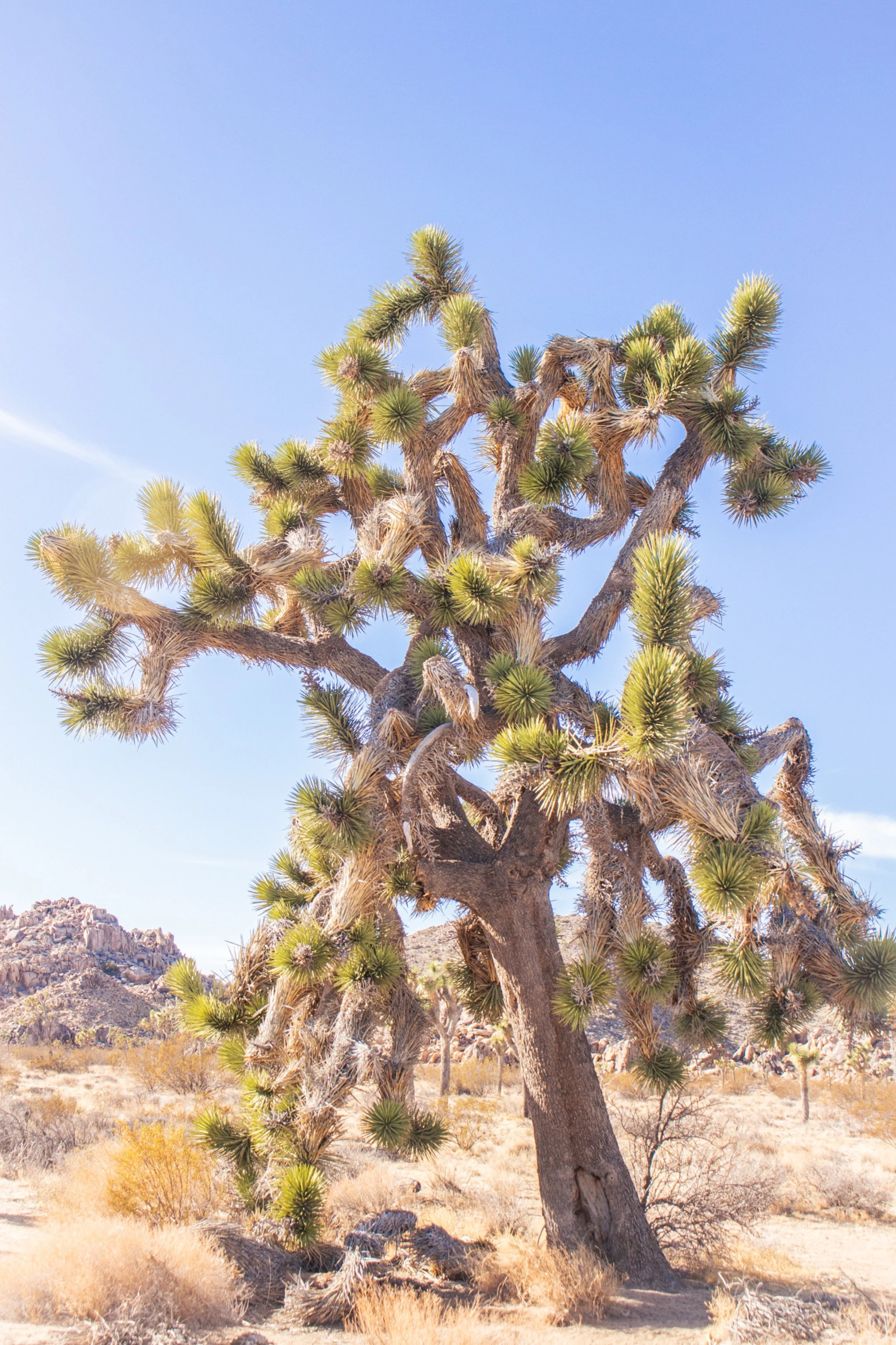 A tall Joshua tree with twisted branches and spiky green leaves stands in a desert landscape with dry grass and rocky hills under a clear blue sky.