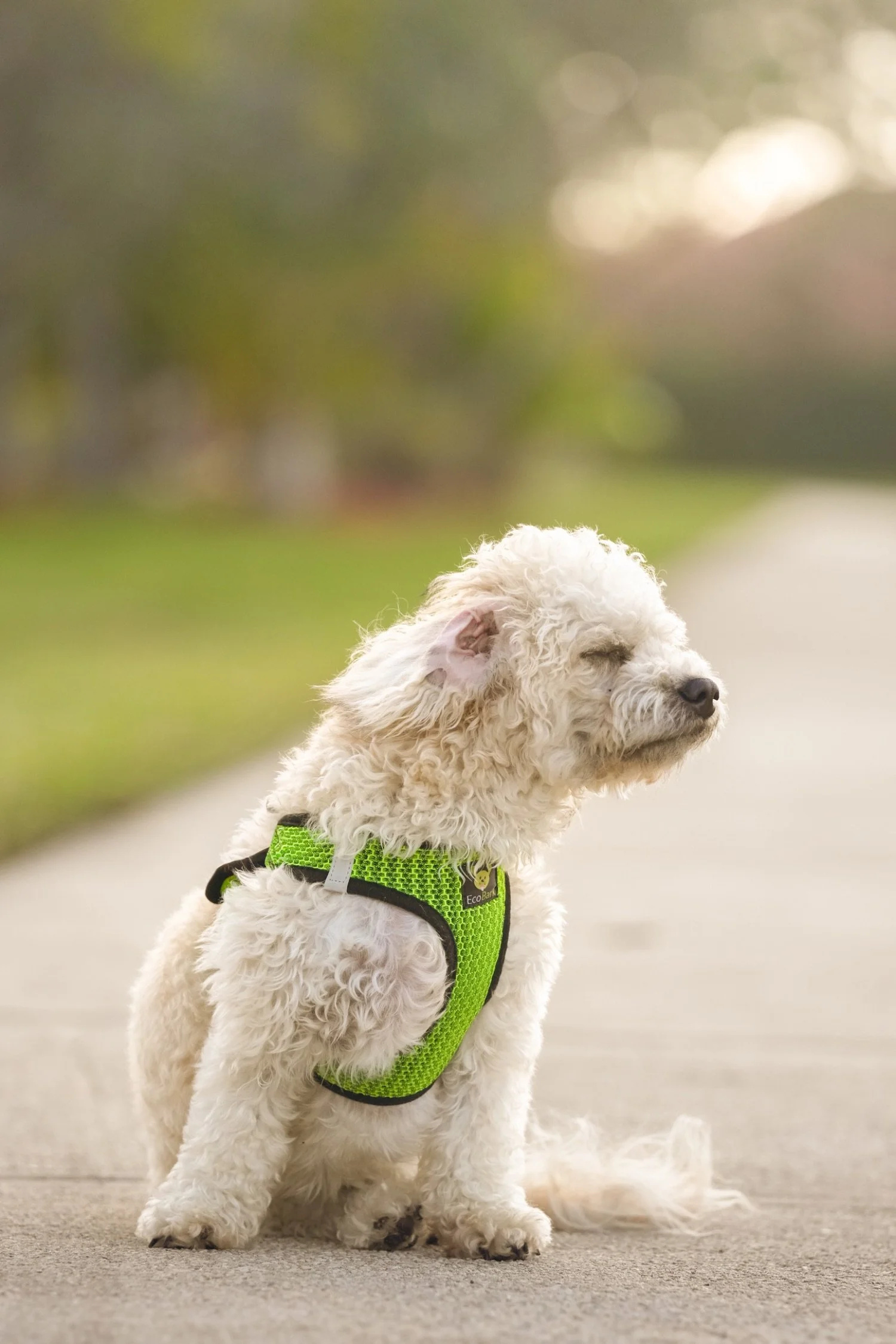 A fluffy white dog with curly fur wearing a bright green harness sits on a paved path outdoors. The background is blurred greenery and trees.