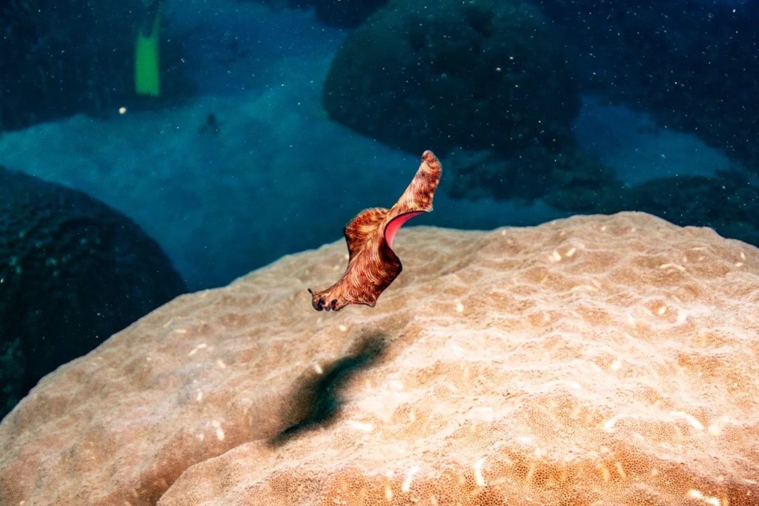 Open-mouthed brown sponge crab with raised claw, on sandy ocean floor with rocks and blue water background.