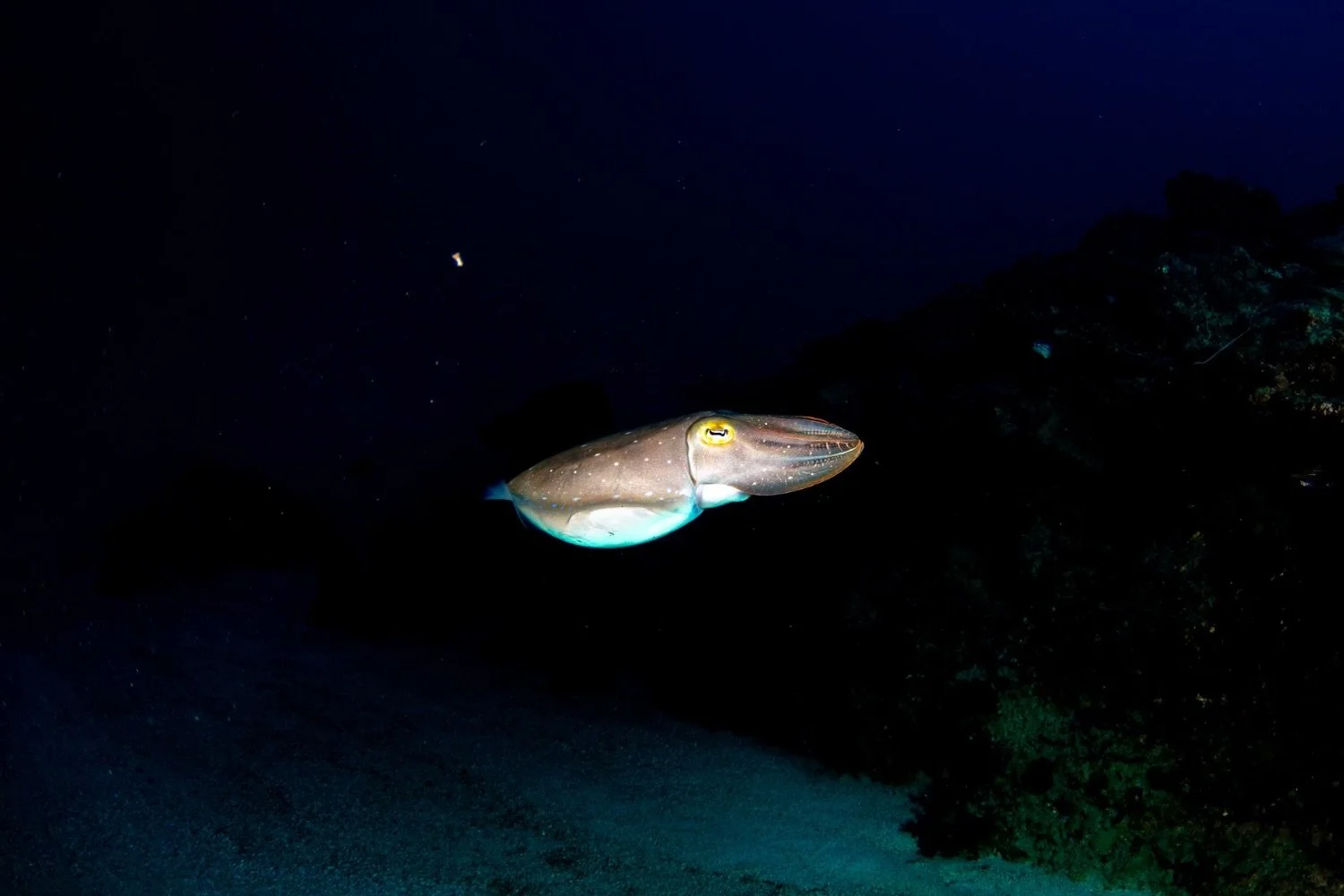 A squid swimming in dark ocean water near a rocky underwater formation.