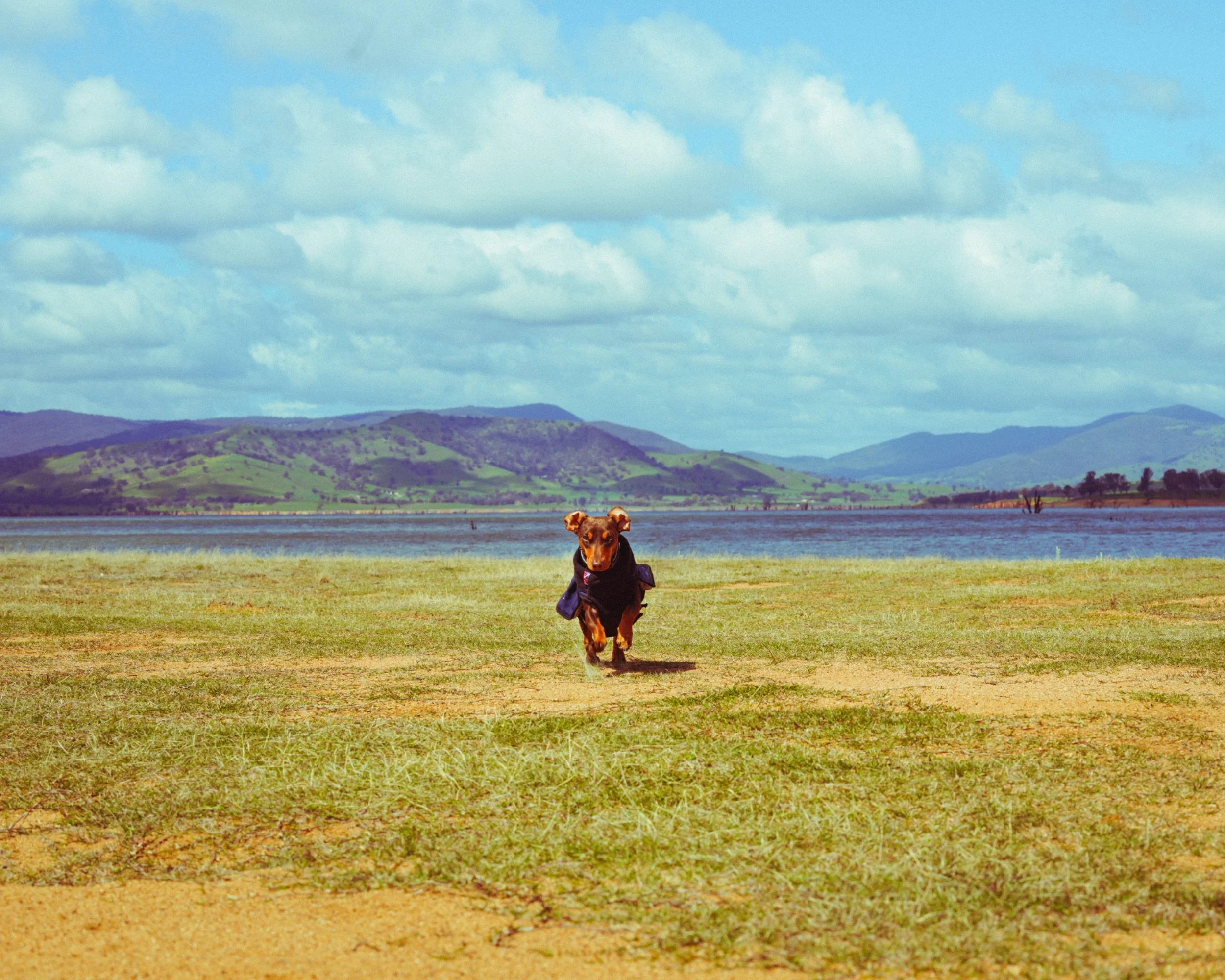 A dog running on a grassy field near a large body of water with green hills and mountainous terrain in the background under a partly cloudy sky.