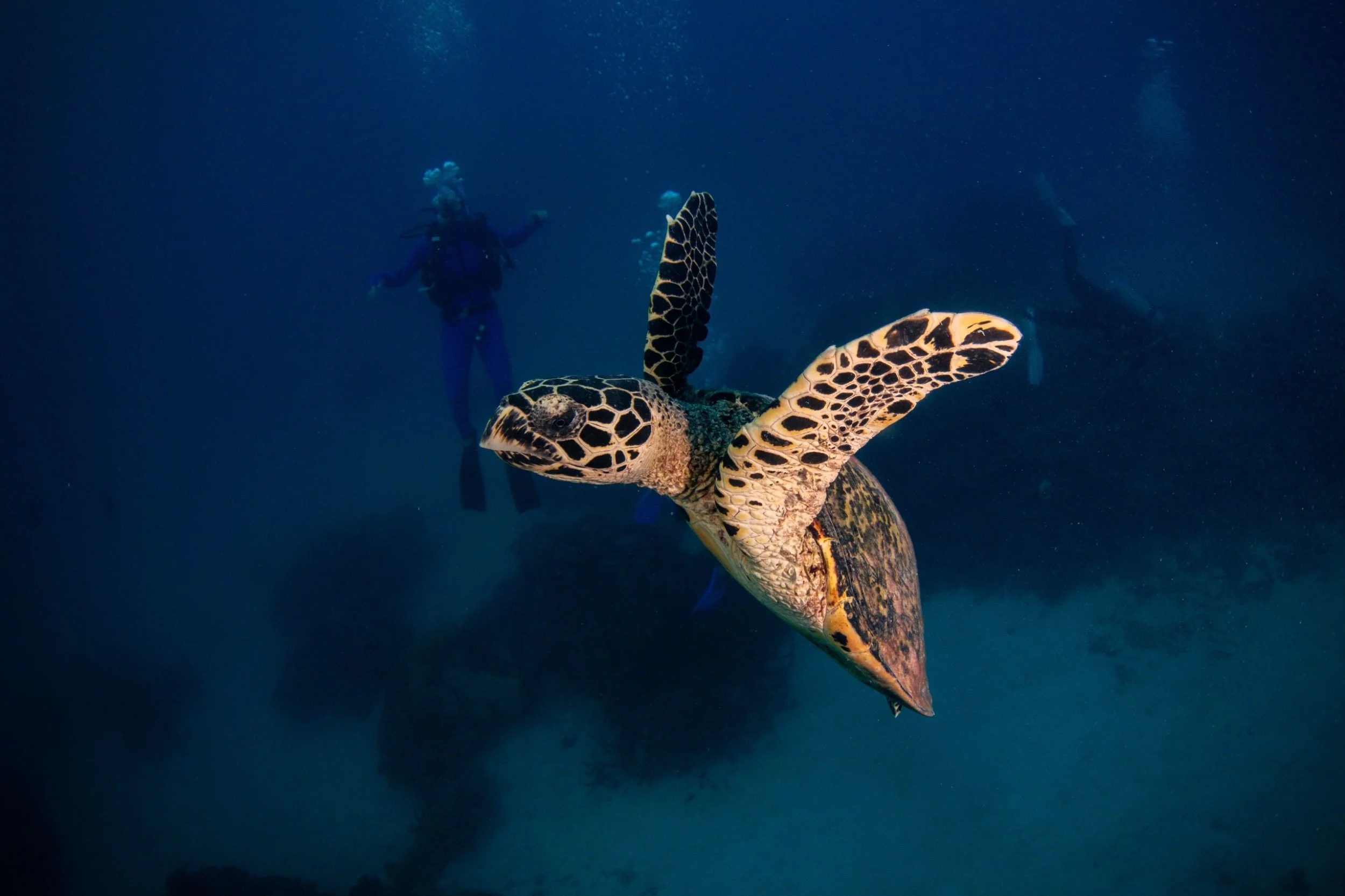 Underwater scene featuring a sea turtle swimming in the ocean with divers in the background.