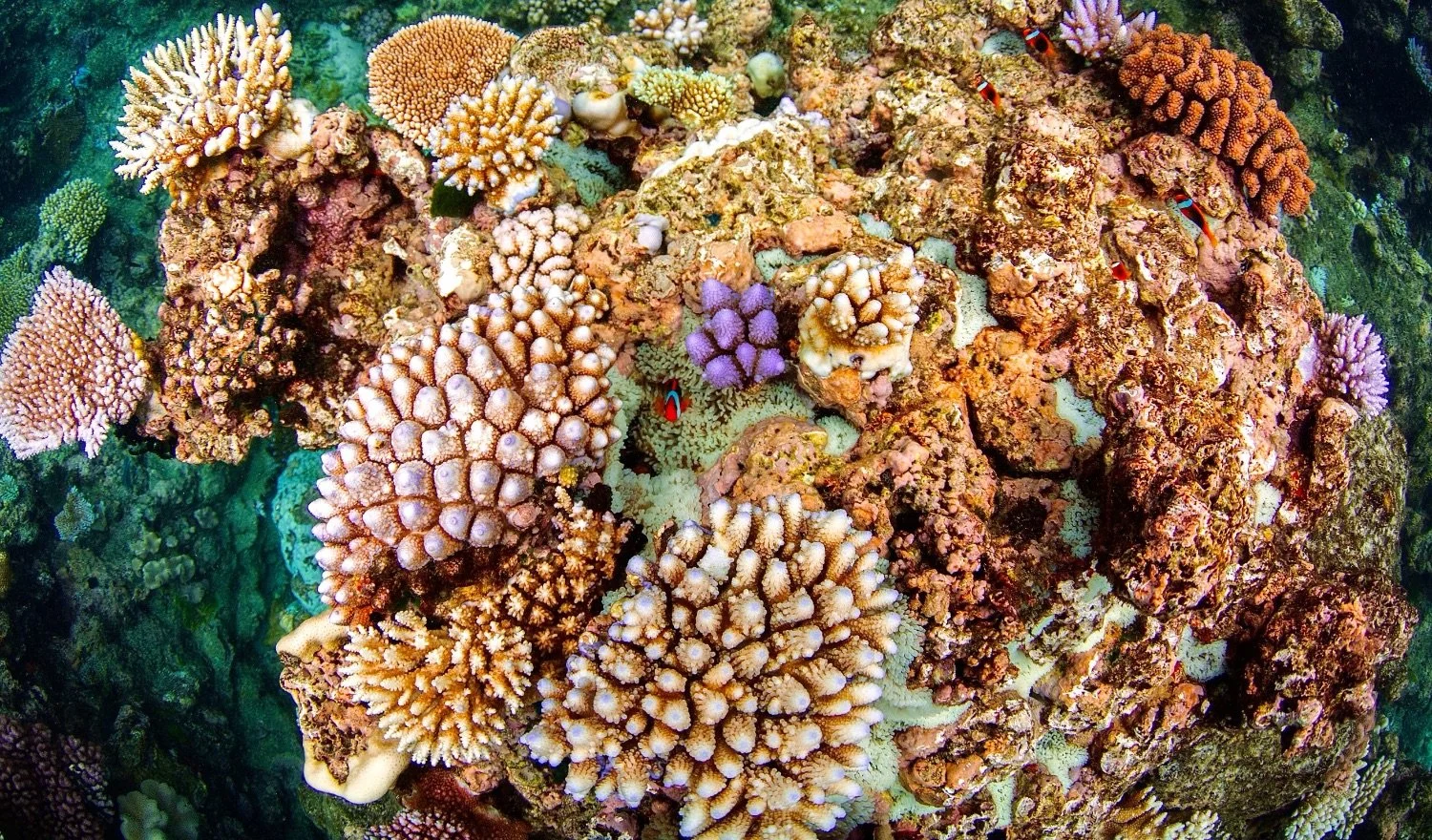 Underwater coral reef with various colorful corals and small fish.