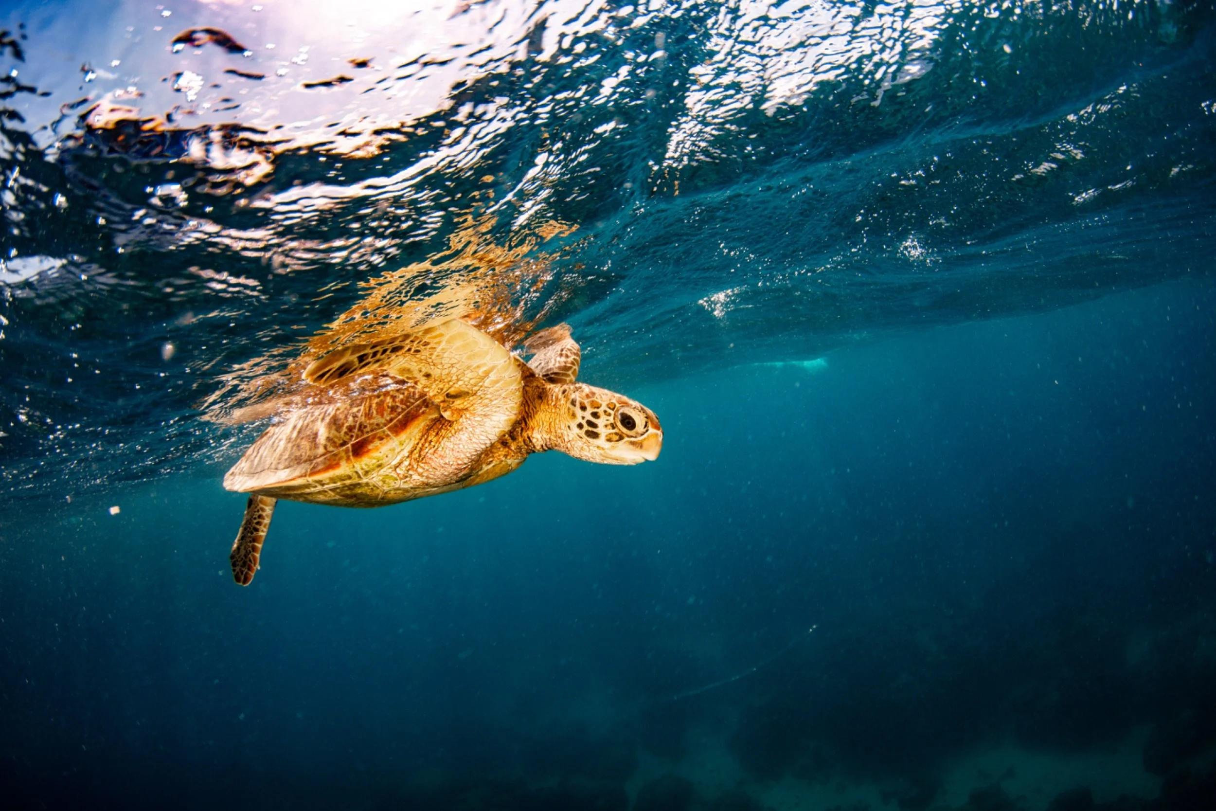 A sea turtle swimming underwater near the surface of the ocean.