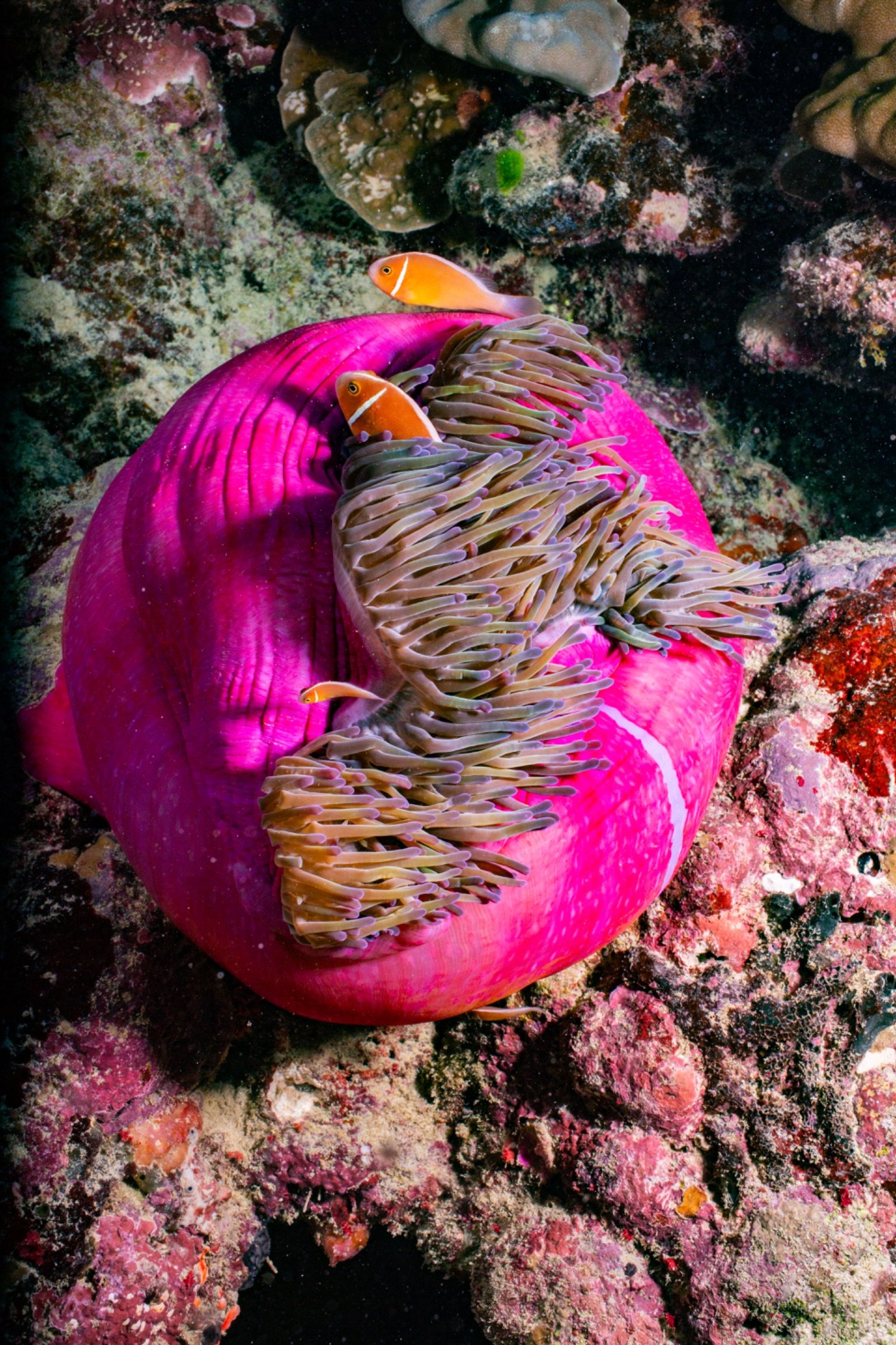 Pink sea anemone with two orange and white clownfish among its tentacles, on a coral reef with various types of coral.