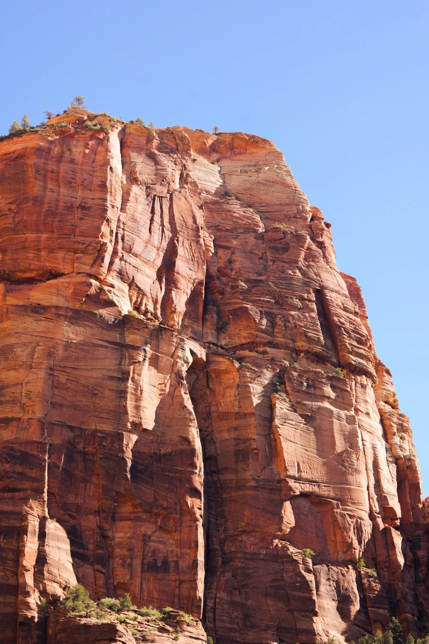 A red rock cliff face with visible striations, small trees and shrubs at the top, and a clear blue sky background.