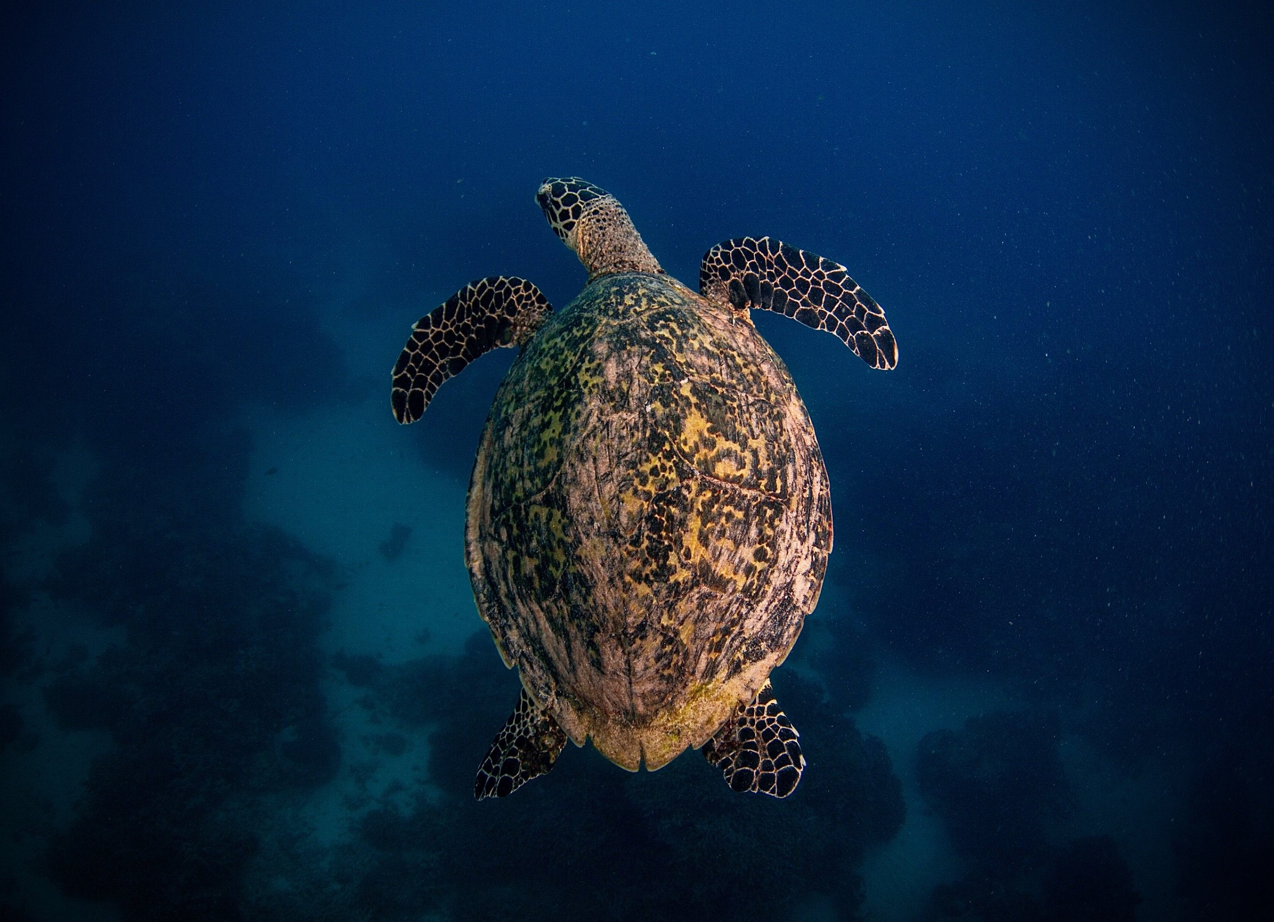 A sea turtle swimming underwater with a dark blue background.
