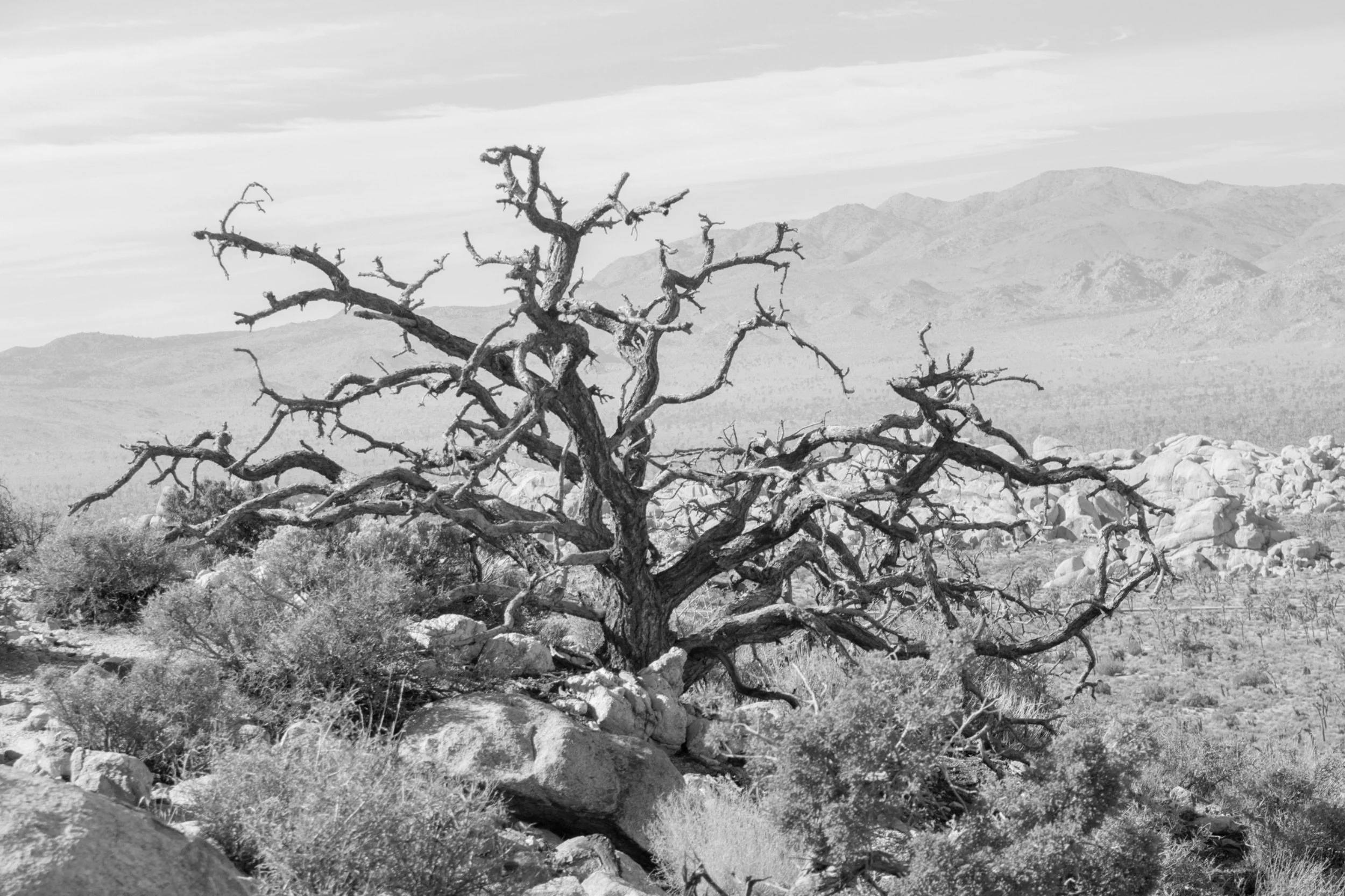 A black and white photograph of a barren, gnarled tree in a rocky desert landscape with mountains in the background.