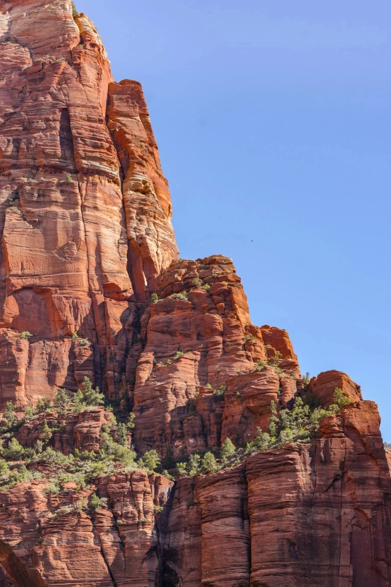 A tall, rocky red sandstone cliff with horizontal striations against a clear blue sky, with small green shrubs and trees at the base and on ledges of the cliff.