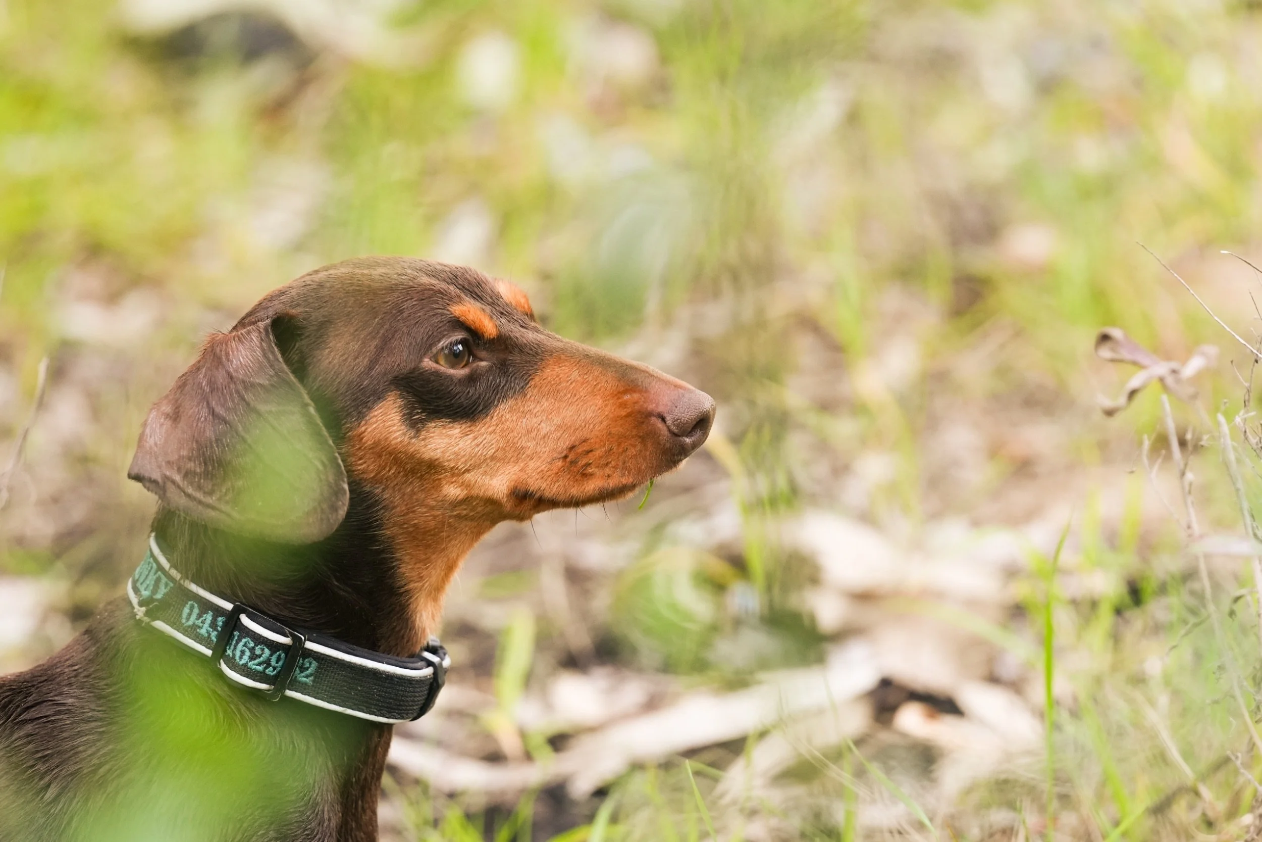 A brown and tan dog with a black collar sitting outdoors in a grassy area, looking to the right.