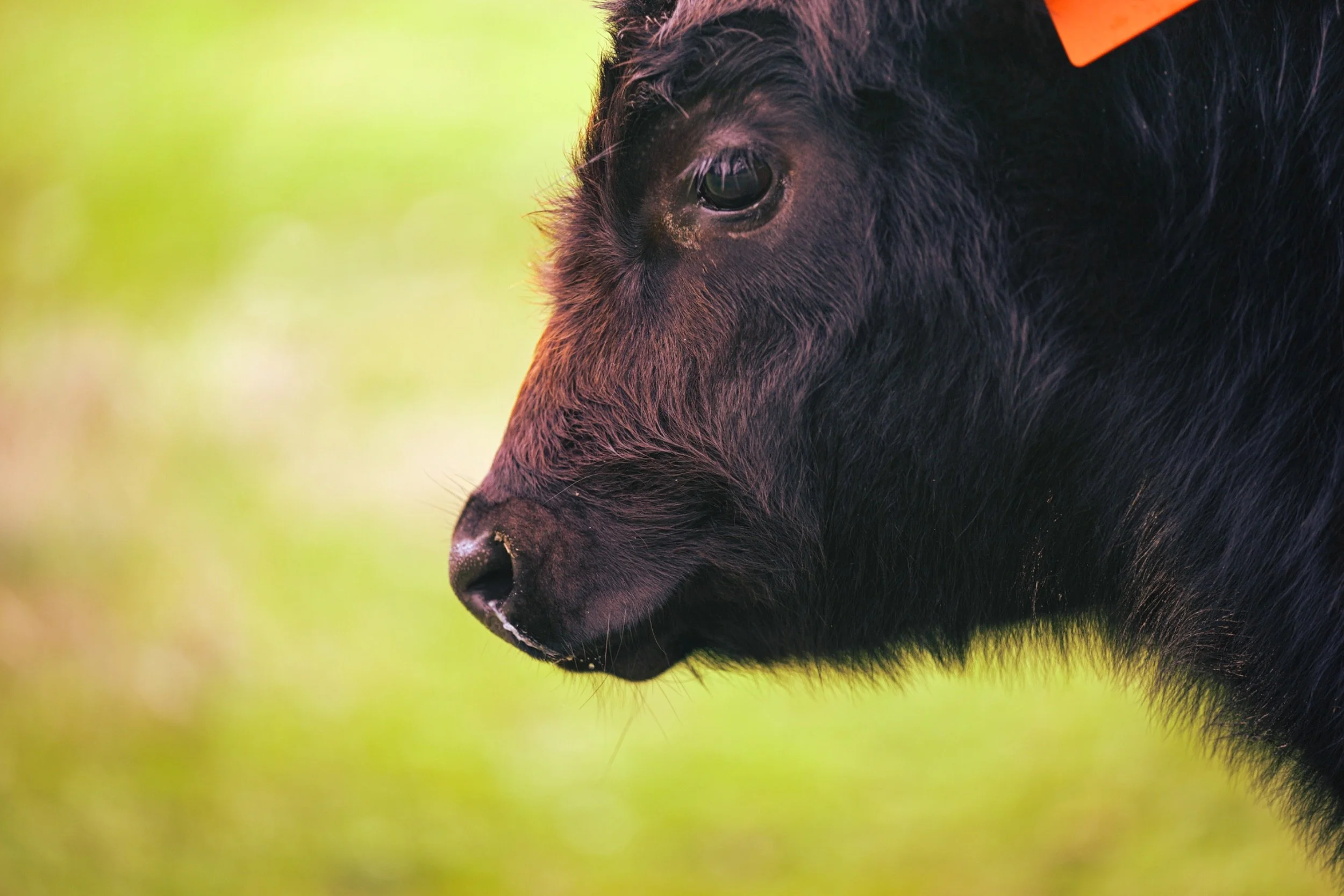 Close-up of a black pig with a yellow background.