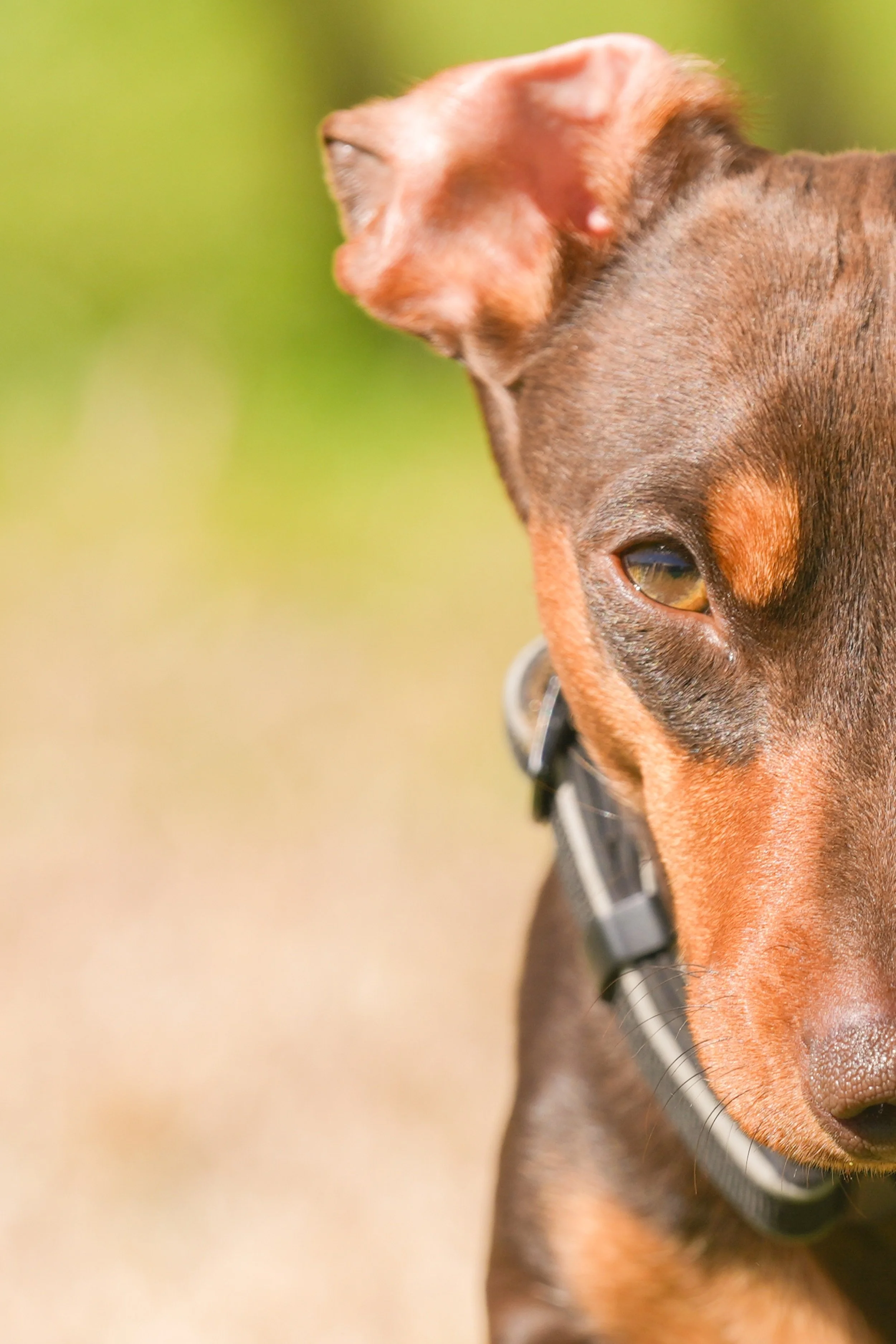 Close-up of a brown dog with a black collar, showing part of its face and head with a green and yellow blurred background.