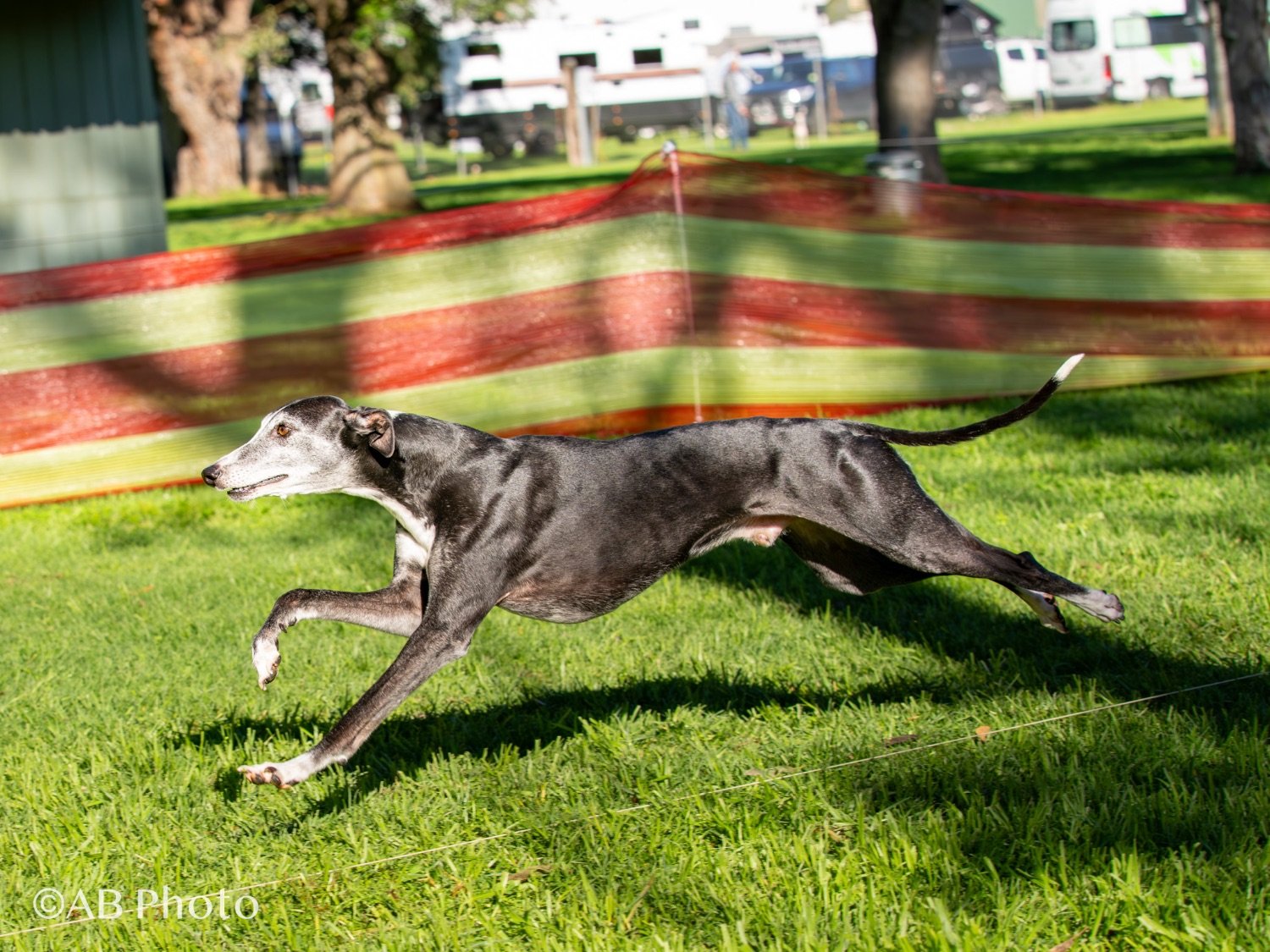 A greyhound dog running across a grassy field during a race on a sunny day, with a red and yellow barrier in the background.