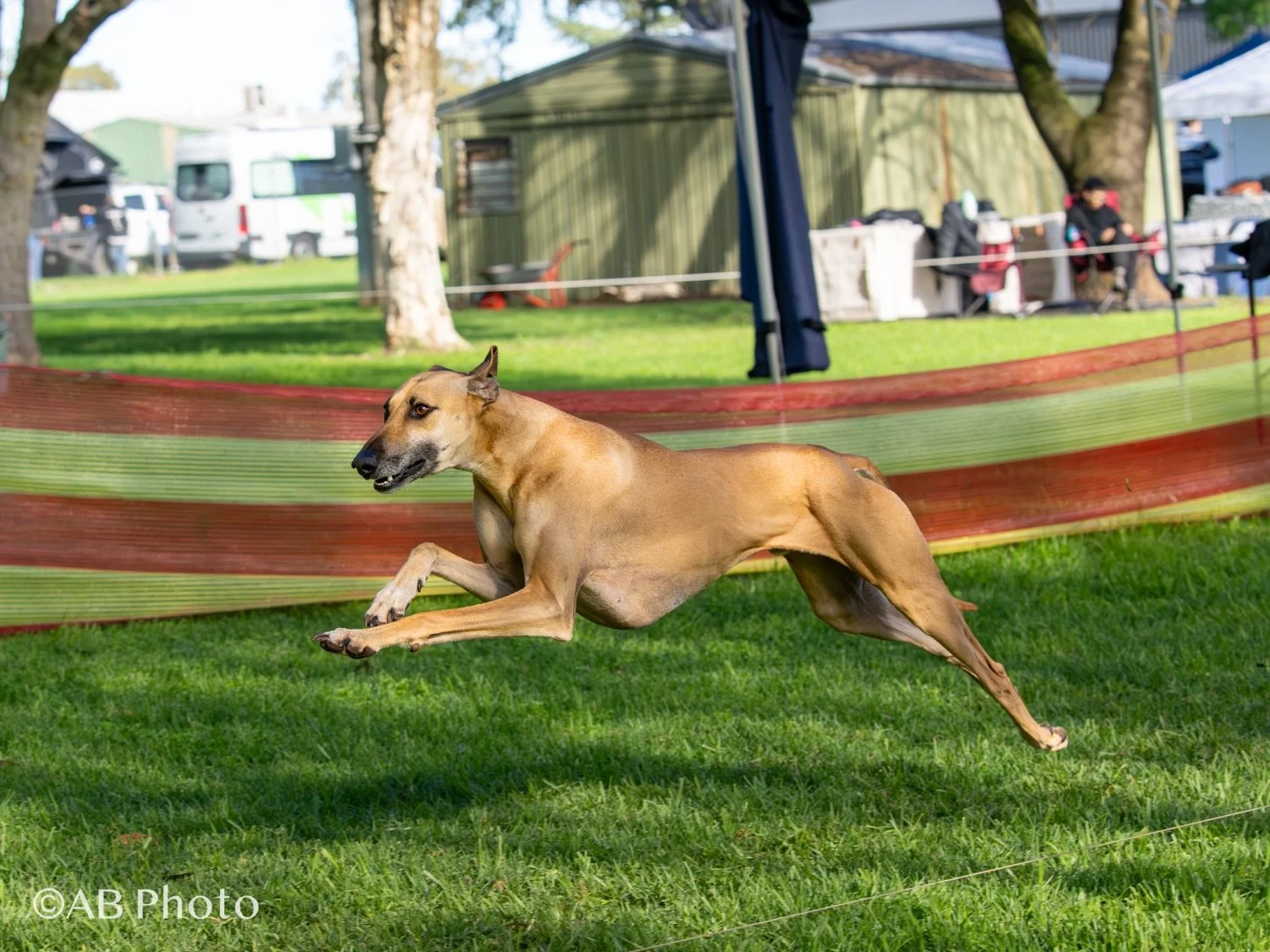 A tan Greyhound dog running on green grass in an outdoor park or event area with a red and green temporary fence and tents or structures in the background.