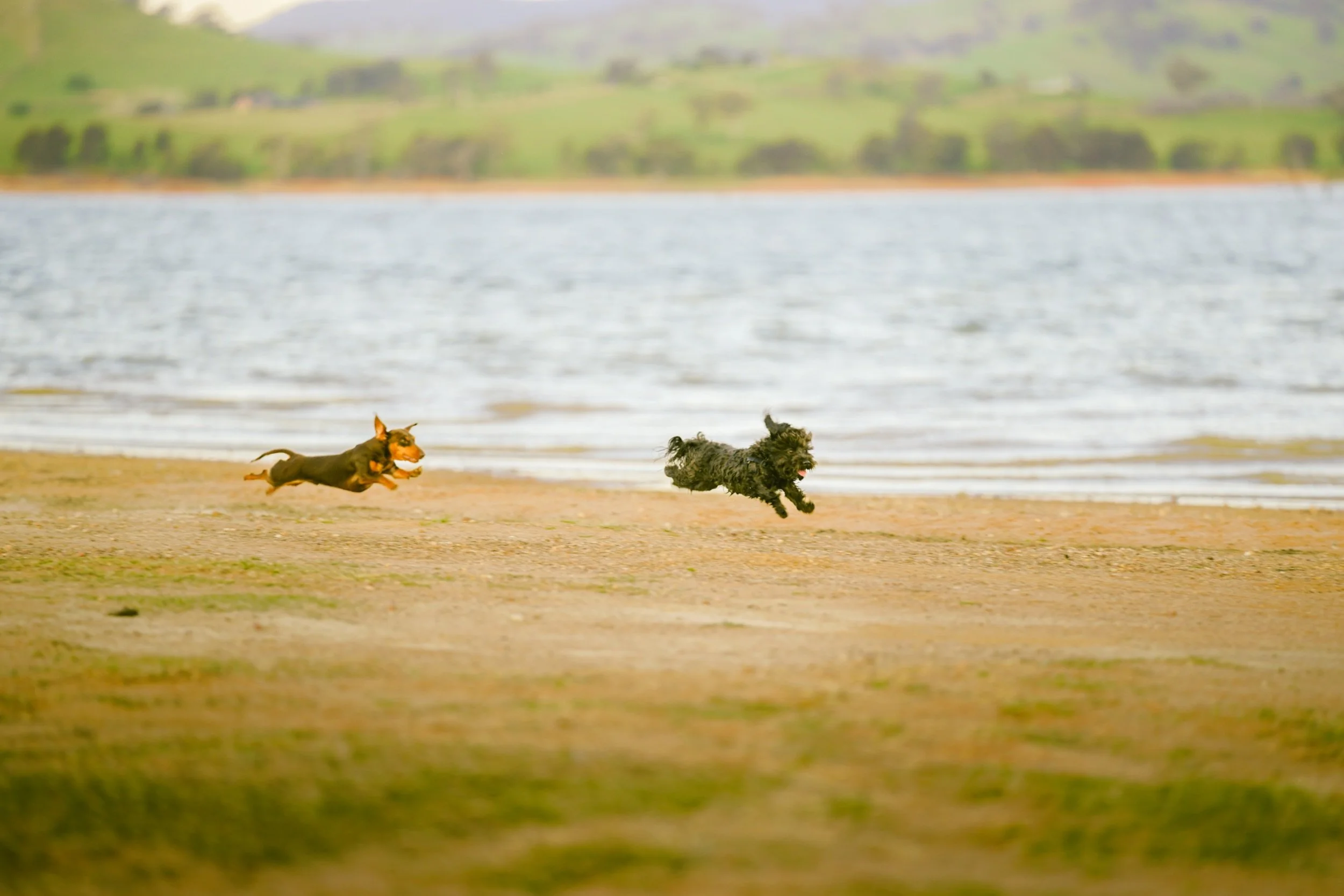 Two dogs running on a sandy beach near the water with a grassy hill in the background.