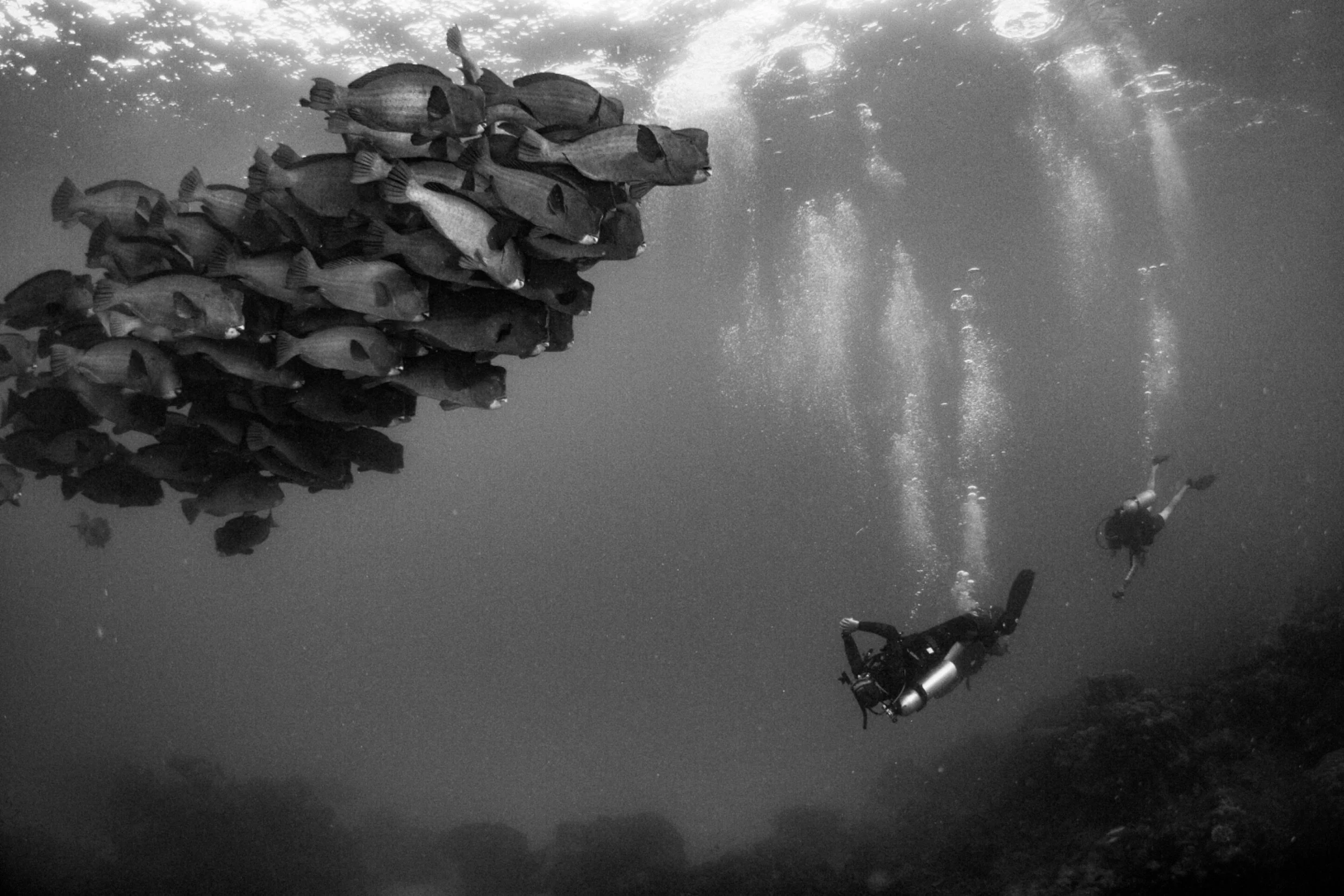 Underwater scene with a school of fish, scuba divers, and bubbles in a black and white image.