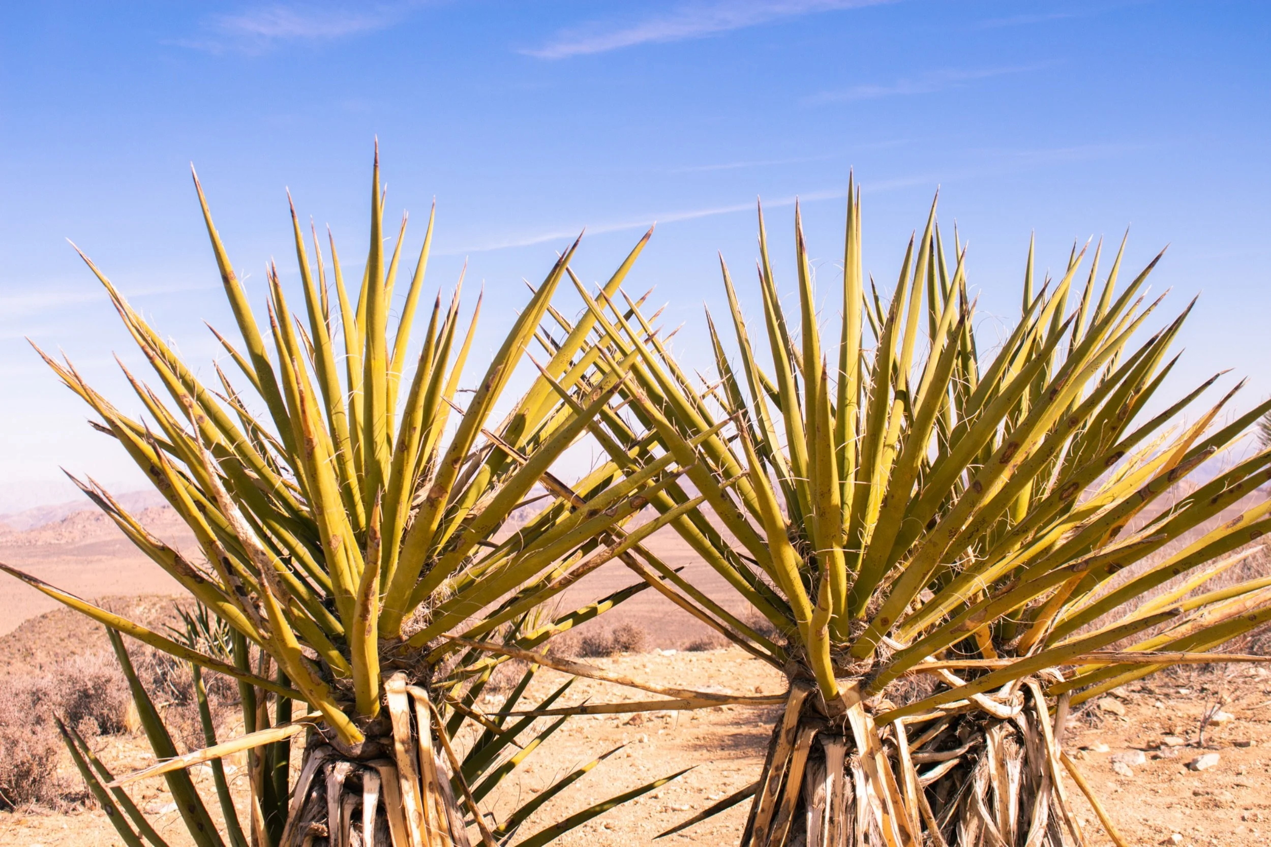 Close-up of an agave plant in a desert landscape with mountains in the background and a blue sky.