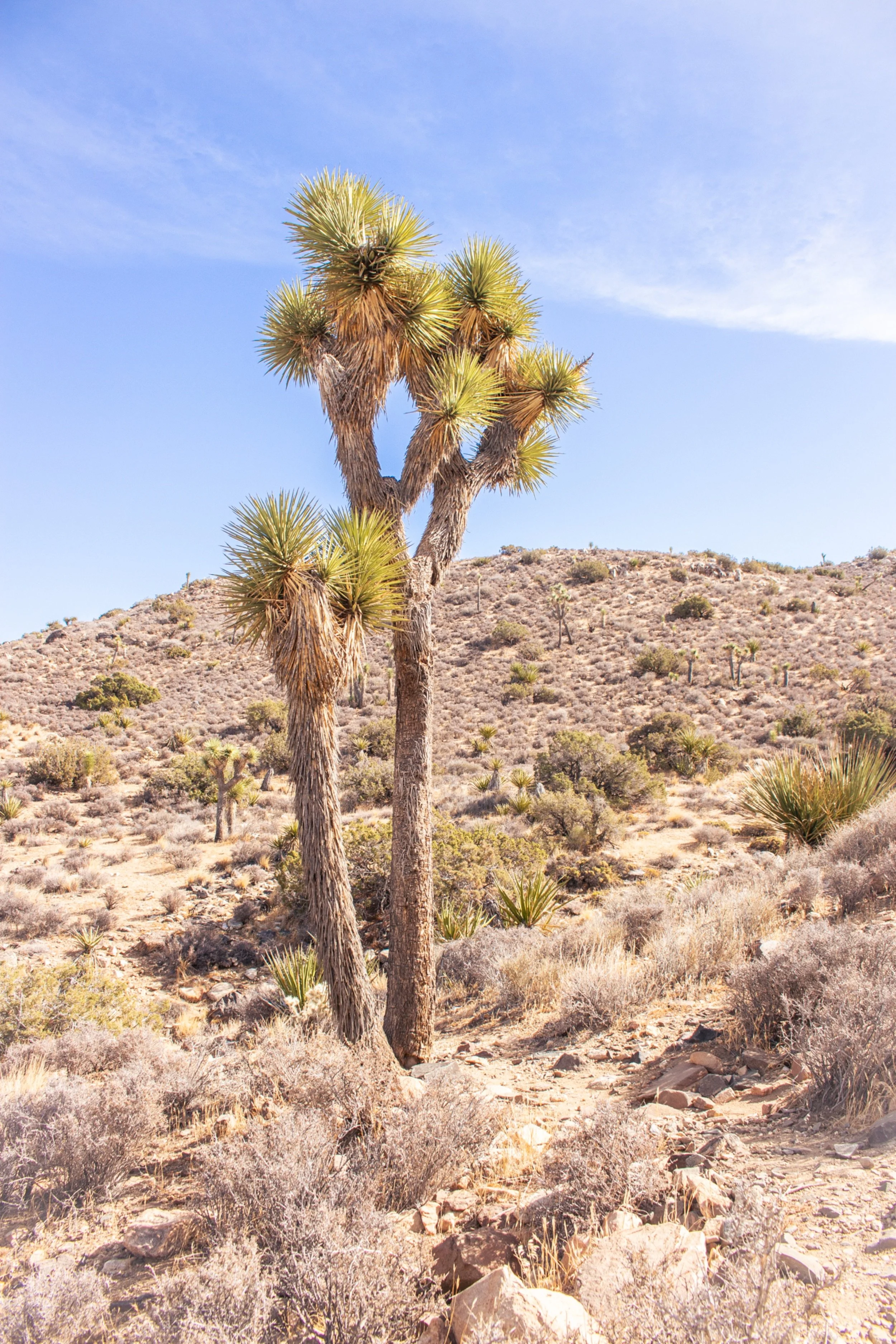 Desert landscape with a large Joshua tree in the foreground, dry shrubs and smaller trees scattered across the sandy terrain, and a clear blue sky with wispy clouds overhead.