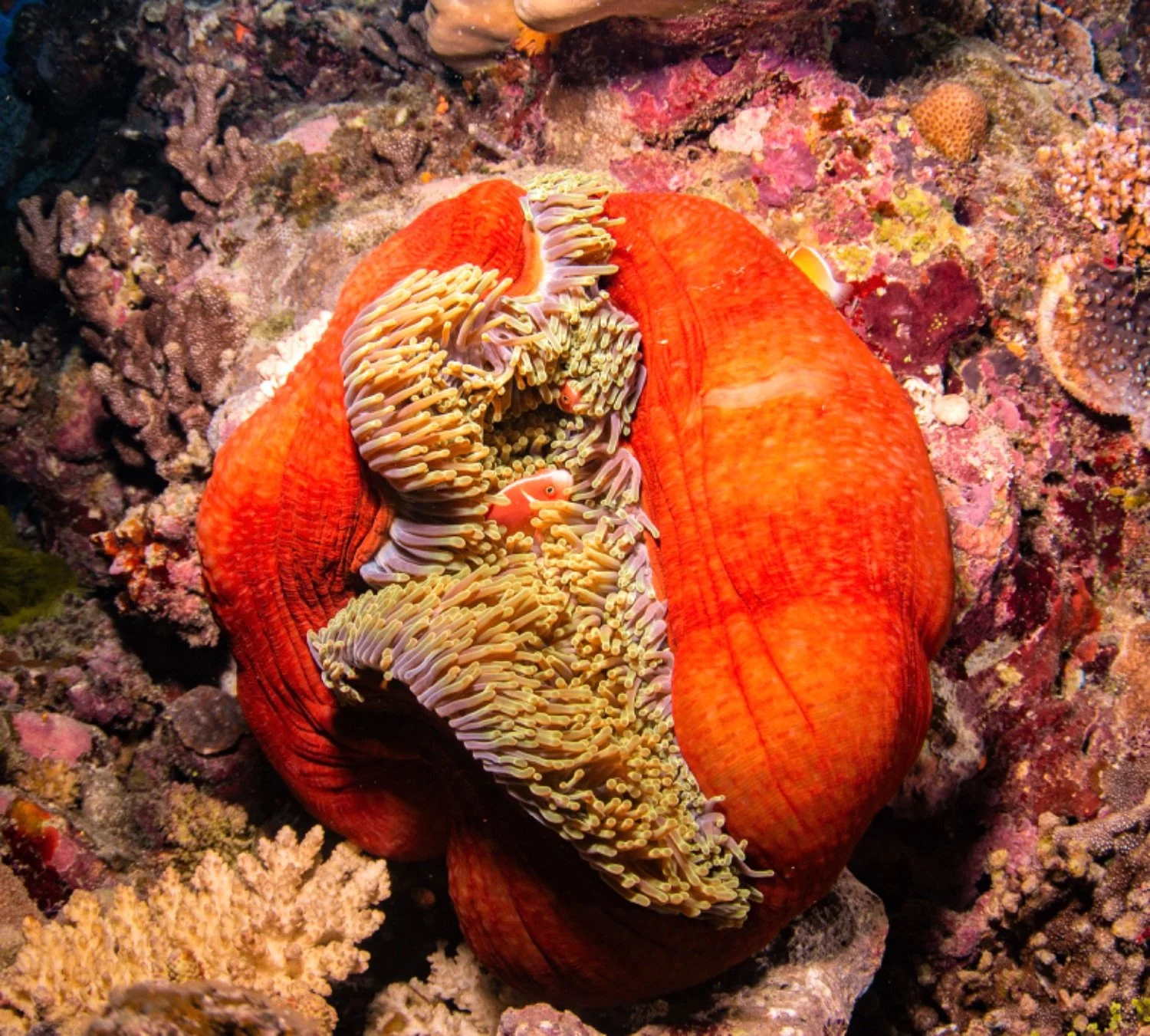 A brightly colored sea anemone with orange and white tentacles attached to a coral reef.