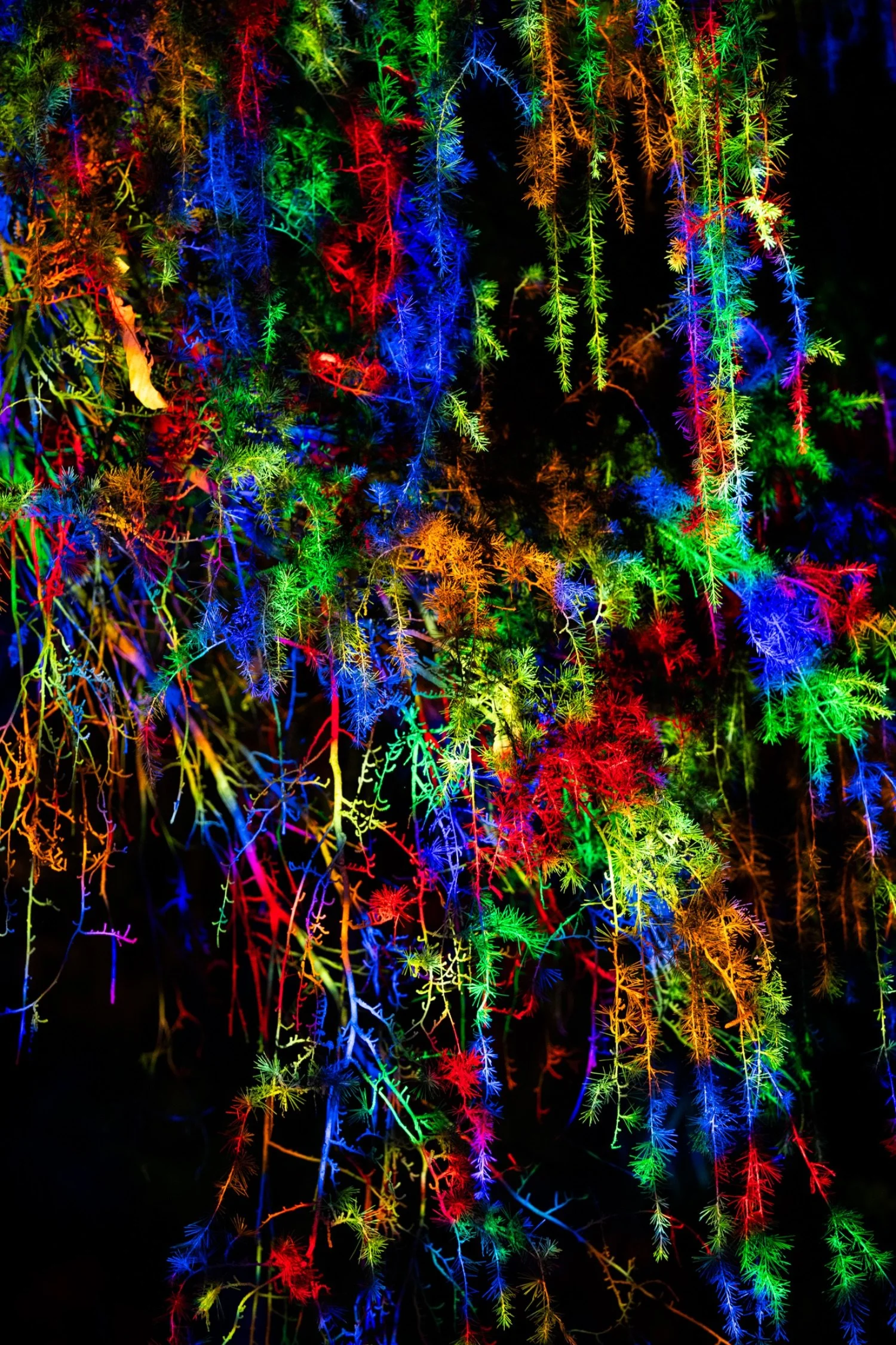 Close-up of colorful twinkling lights illuminating hanging strands of small, spike-like leaves or branches against a dark background.