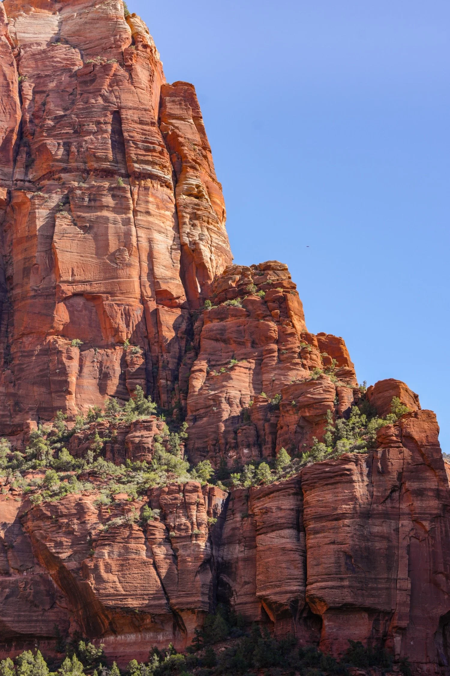 Red rock cliffs and formations under a clear blue sky with some small green trees at the base.