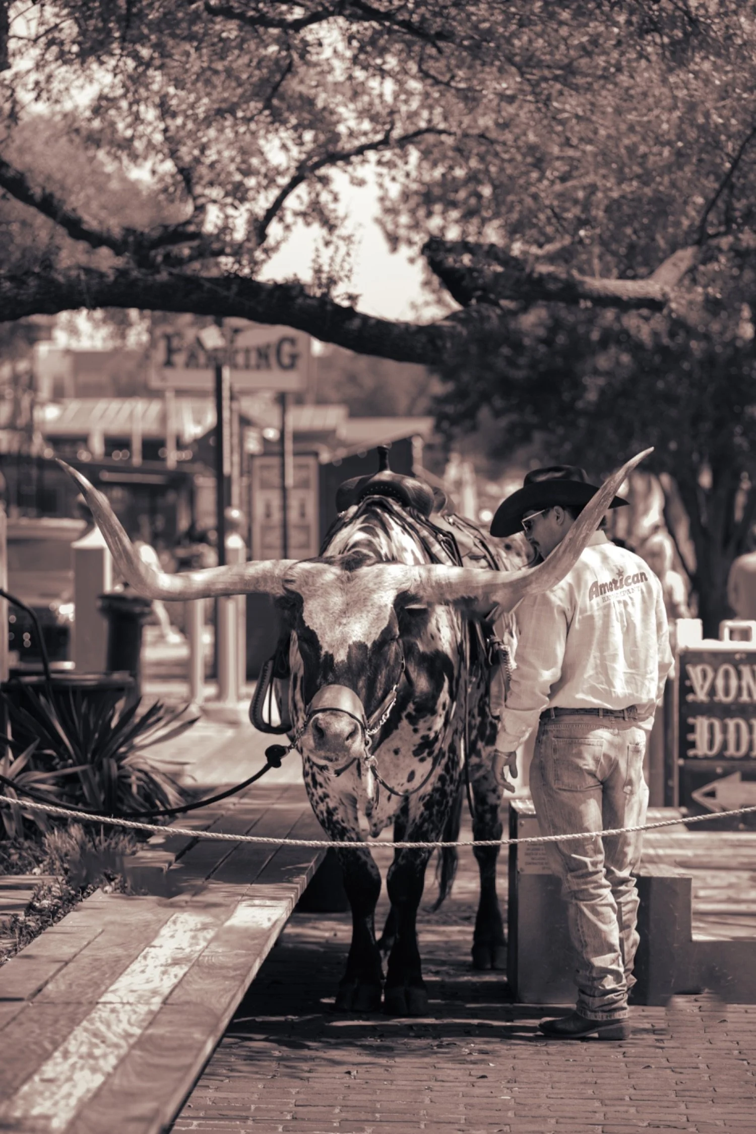 A man in cowboy attire stands beside a cow adorned with a patterned blanket and a bridle. The man is wearing a cowboy hat, sunglasses, and a long sleeve shirt with some text on the back. They are on a wooden platform with a beaded rope barrier, with 