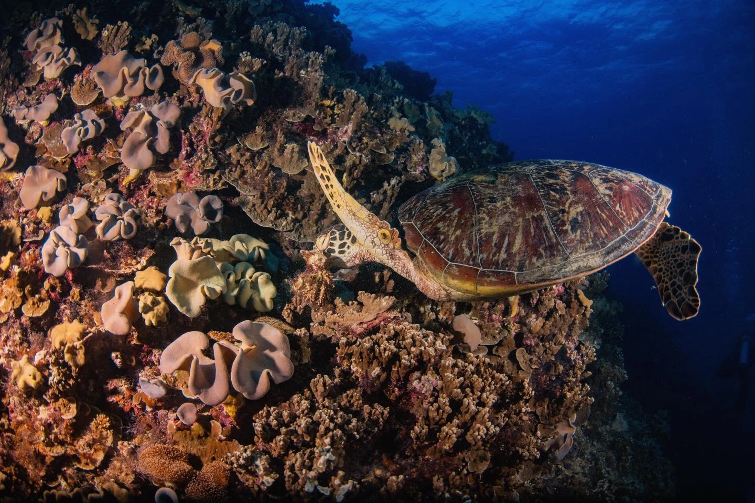 A coral reef with various types of coral and a sea turtle swimming near the reef.