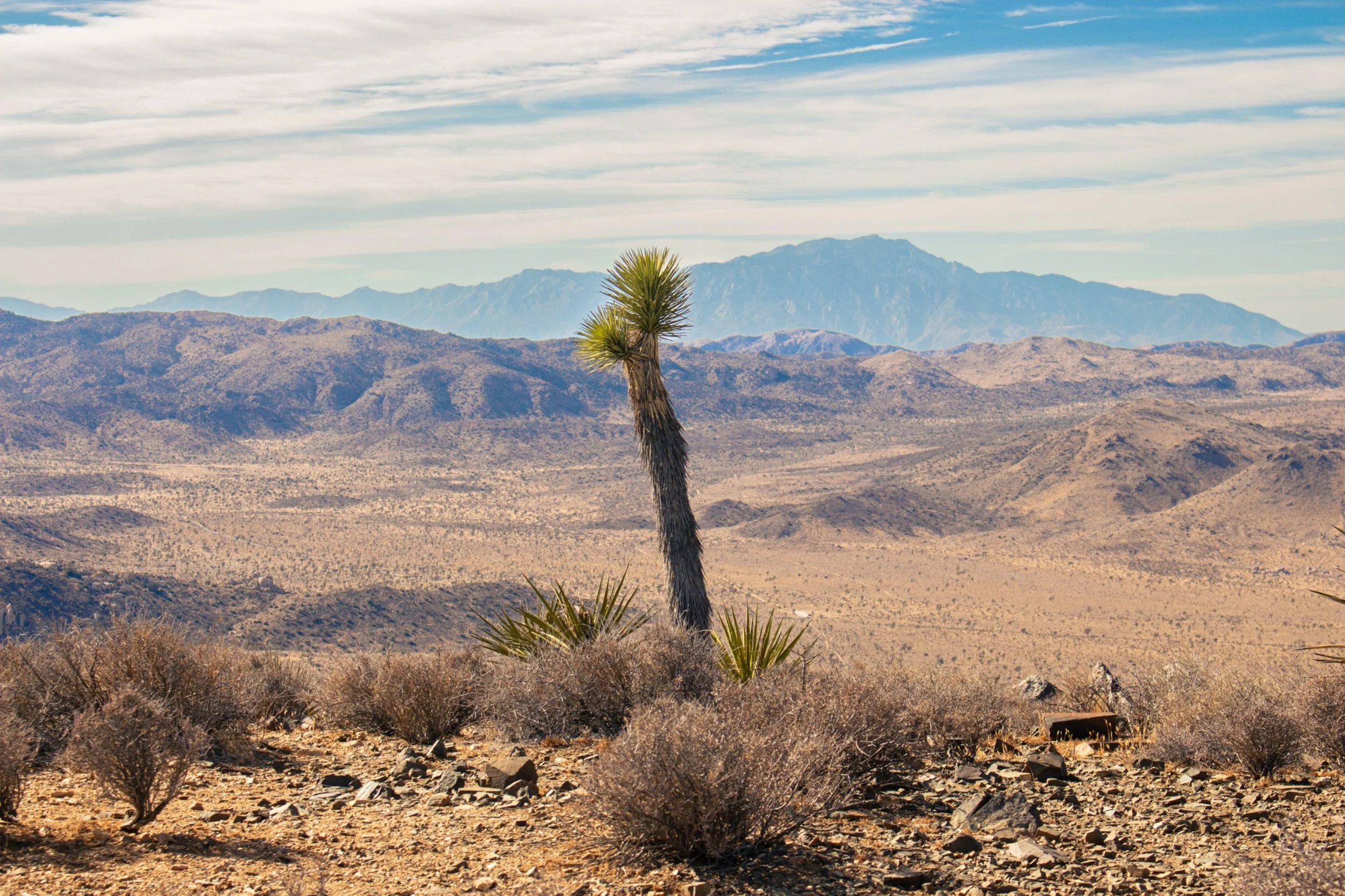 Desert landscape with a lone Joshua tree in the foreground, mountain ranges in the distance, and a partly cloudy sky.