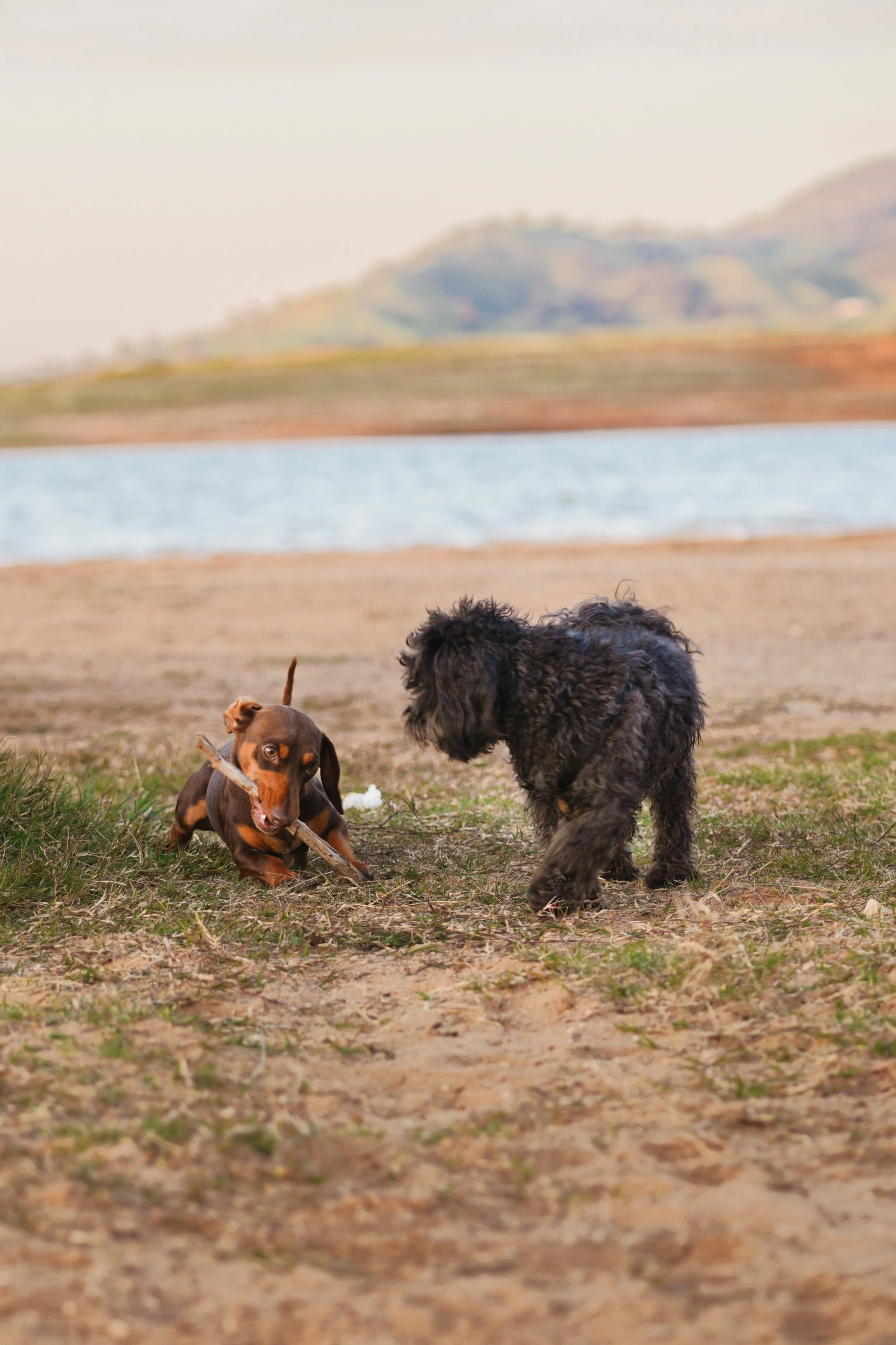 Two dogs playing on a grassy field near a body of water with hills in the background.