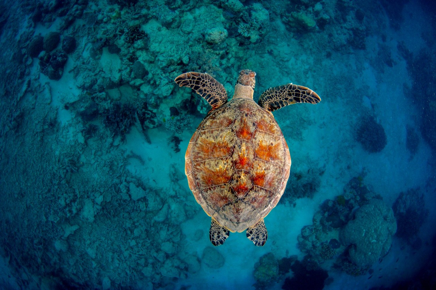 A sea turtle swimming over a coral reef underwater.