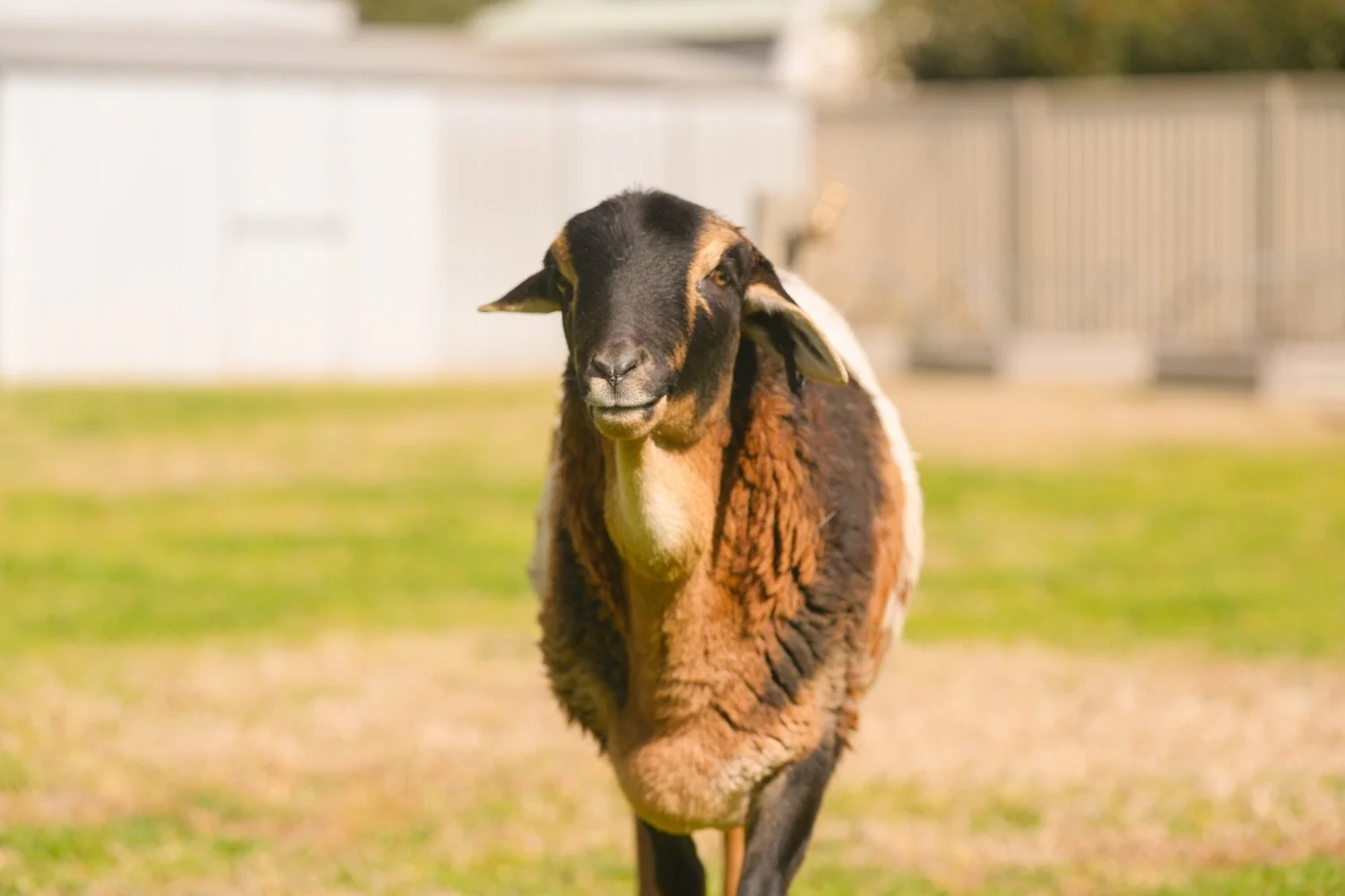 A sheep standing on grass in a fenced outdoor area with a white building in the background.