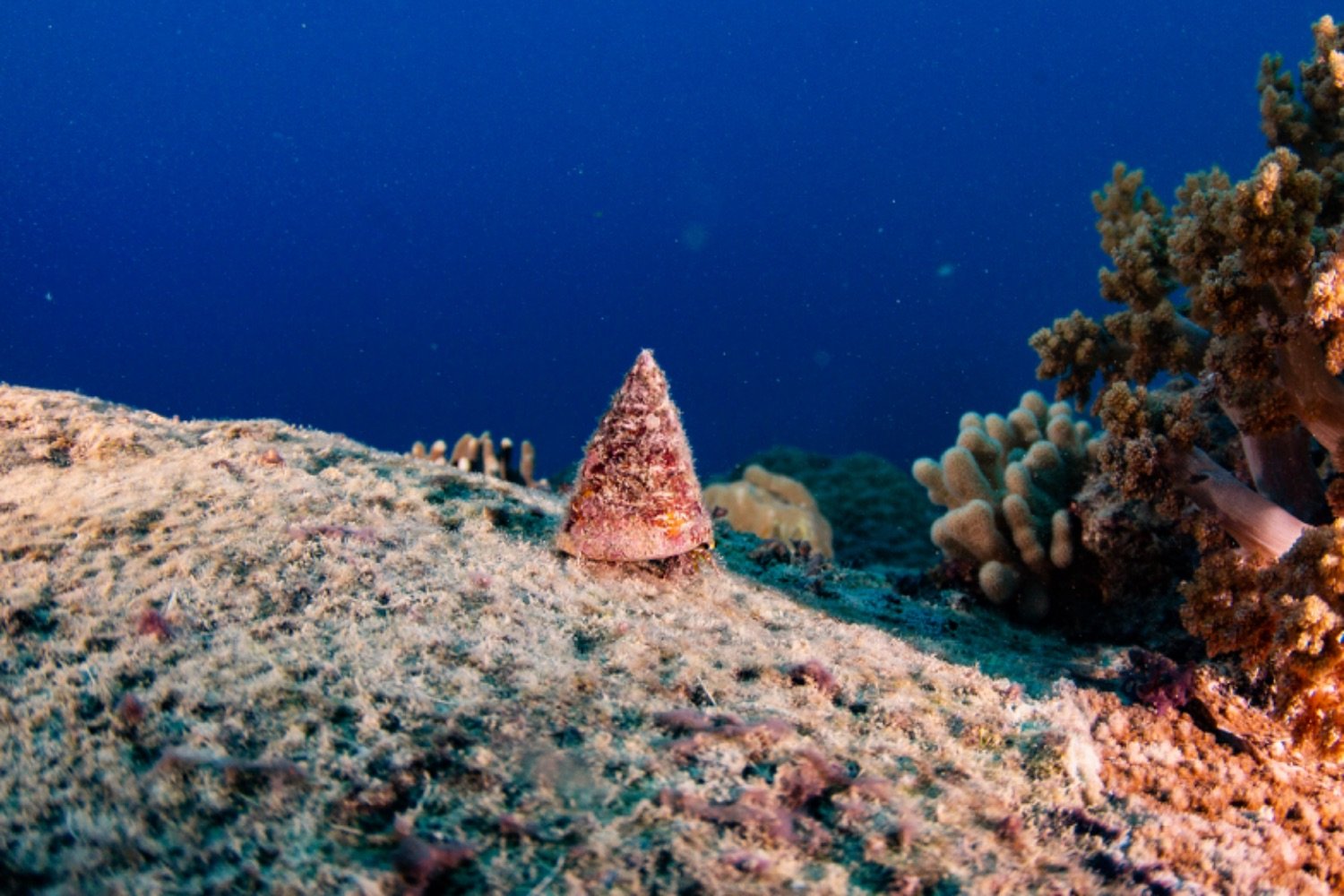 Underwater scene with a pinkish cone-shaped marine snail on a coral reef, surrounded by various corals and blue water in the background.