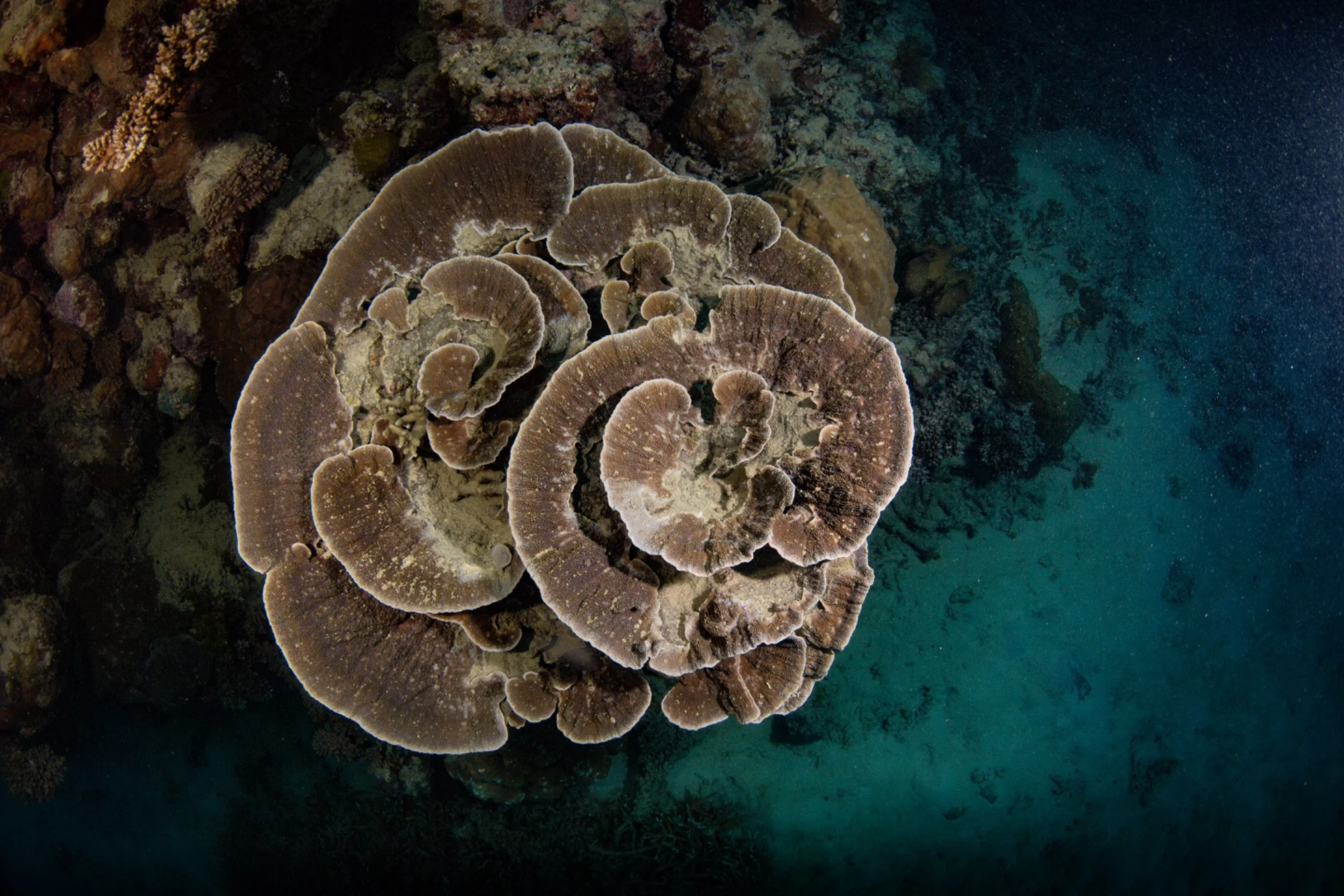 Underwater photograph of a coral reef with a cluster of brown coral in the foreground and other coral formations in the background, with blue water surrounding the reef.