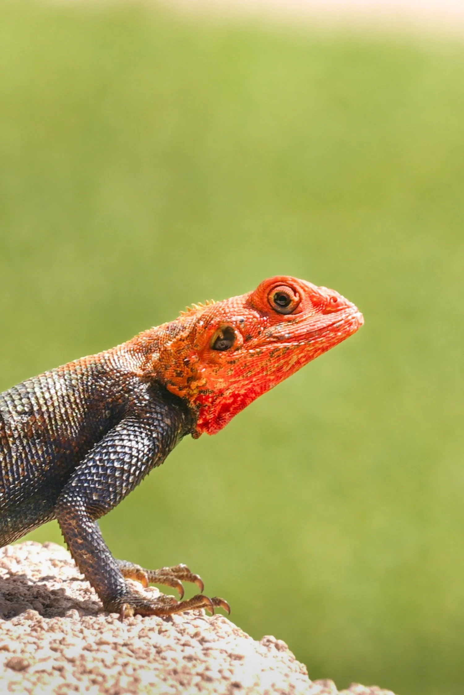 Close-up of a red and black lizard with textured skin and sharp claws, perched on a rocky surface with a blurry green background.