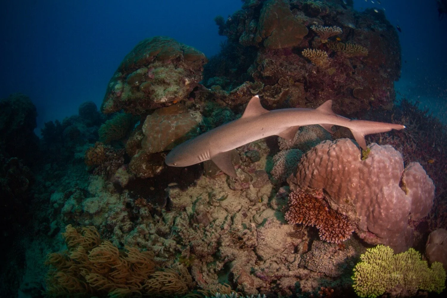 A shark swimming near colorful coral reef in the ocean.