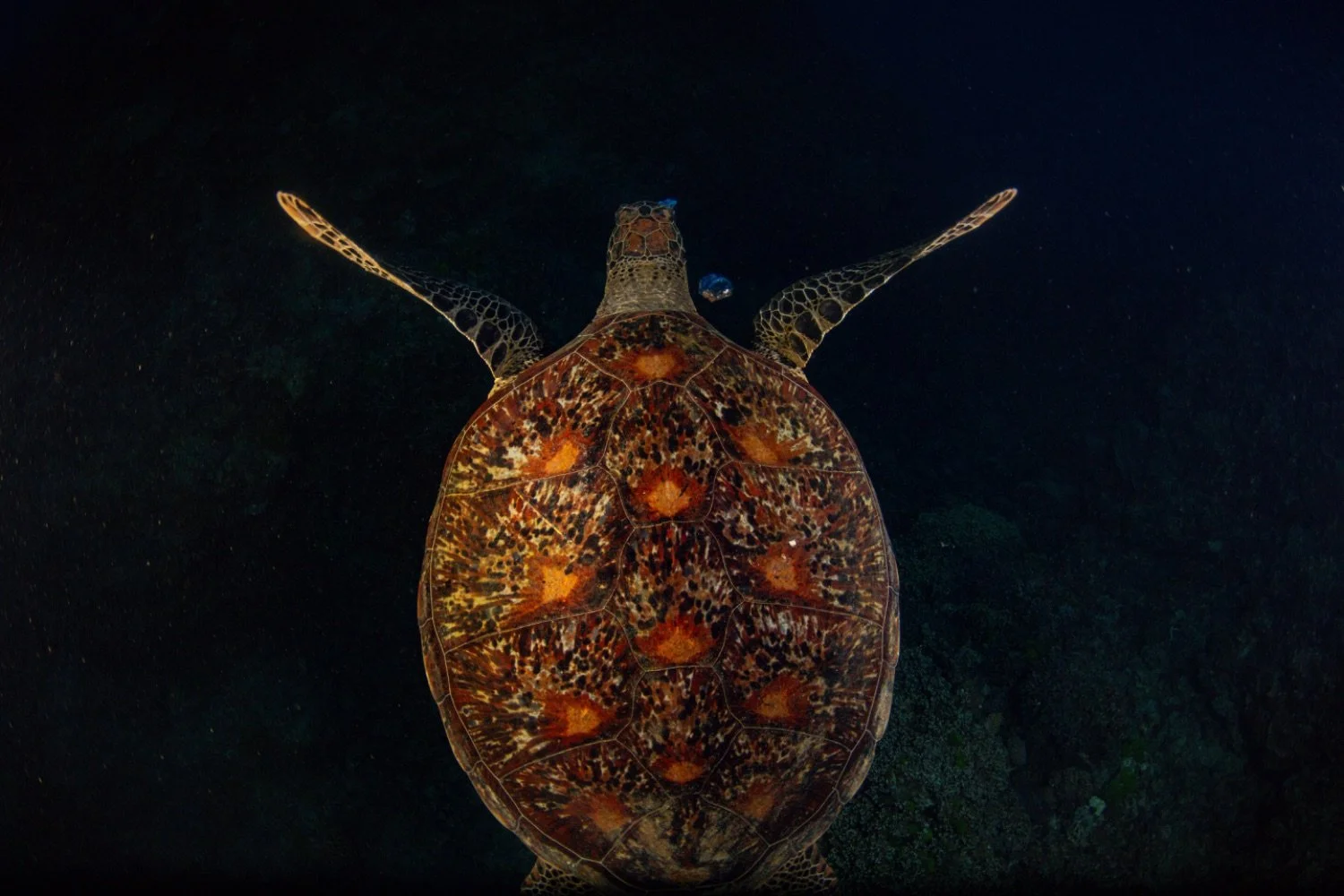 A sea turtle swimming underwater, viewed from above in a dark ocean environment.