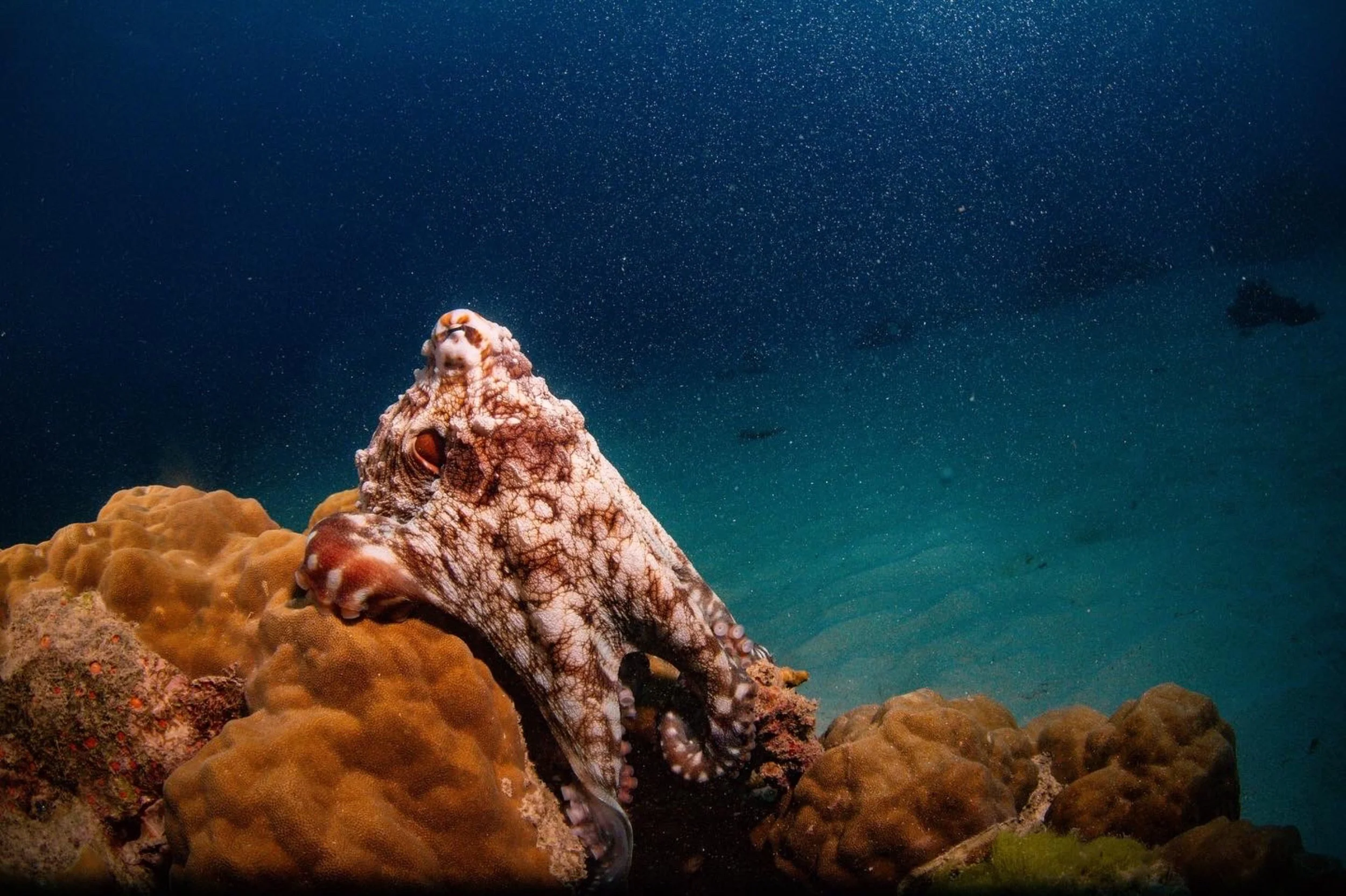A close-up of a camouflaged octopus on a coral reef under a starry night sky.