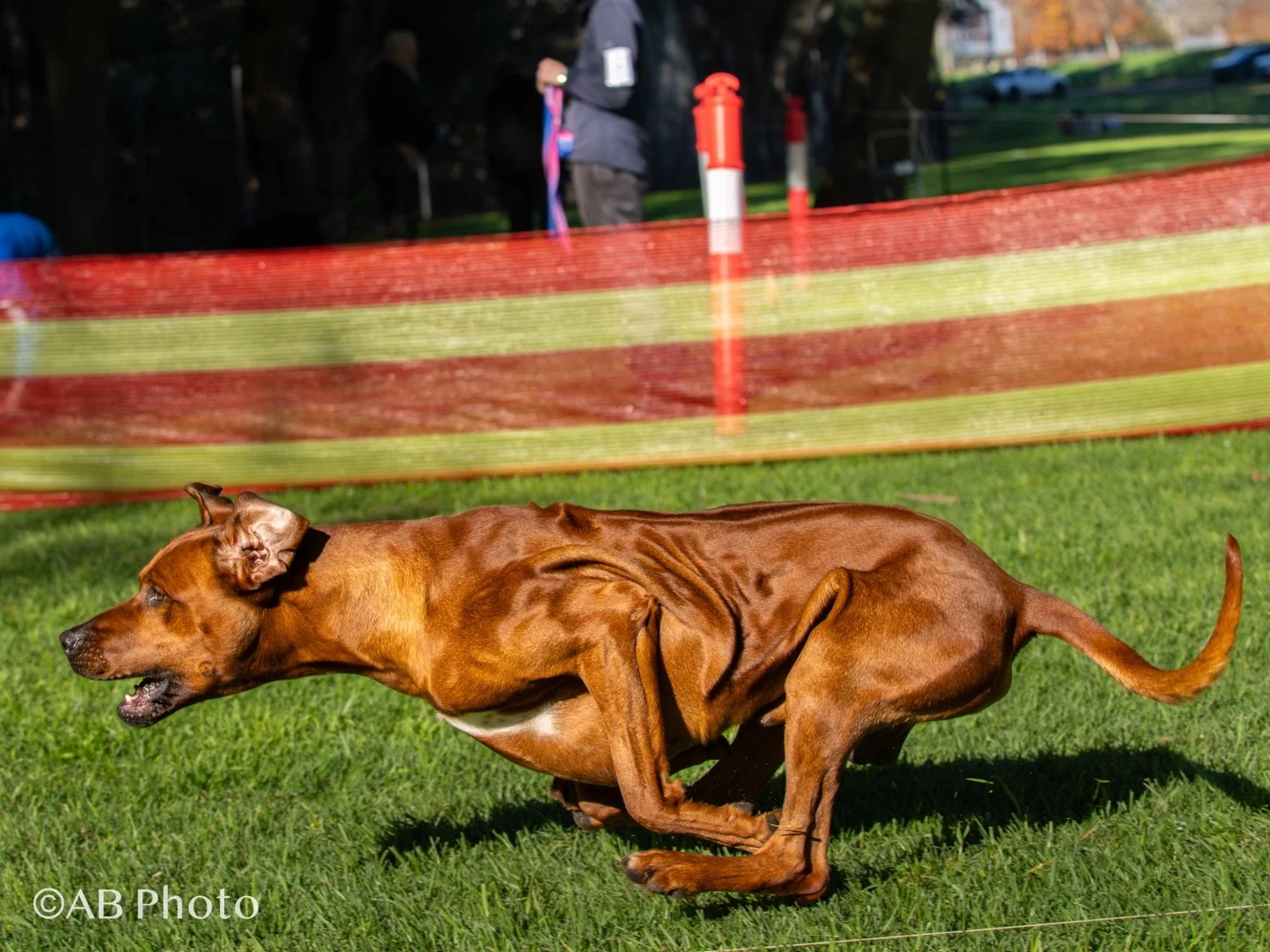 A brown dog running on a grassy field with a red and yellow barrier in the background, and people standing behind the barrier.