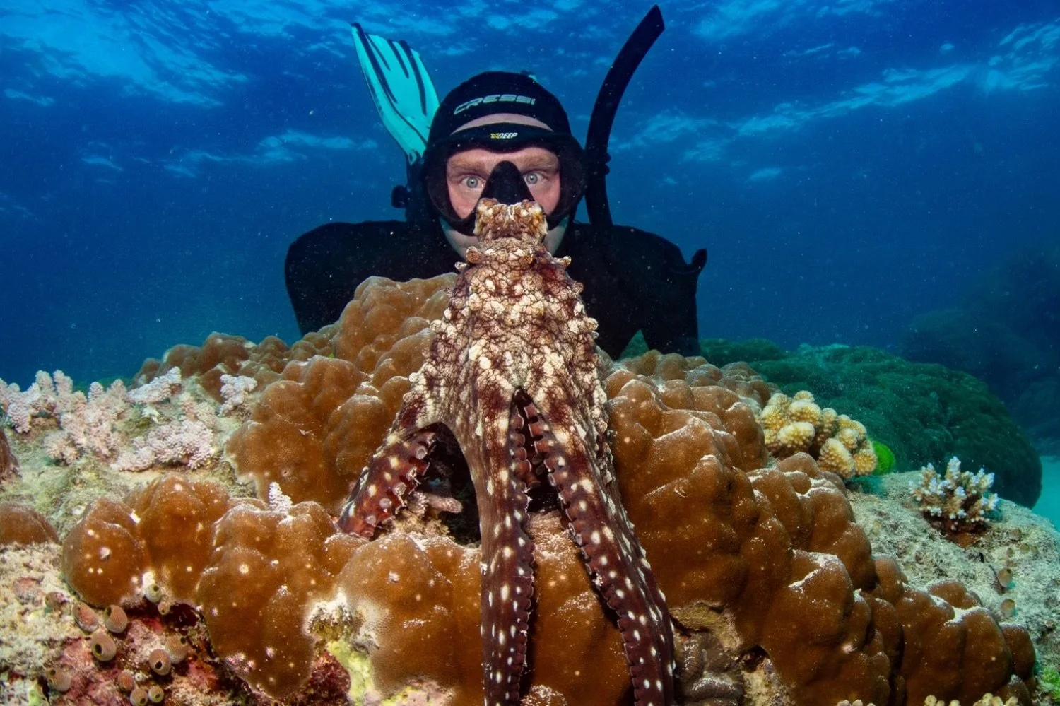 A scuba diver underwater holding an octopus among coral reefs.