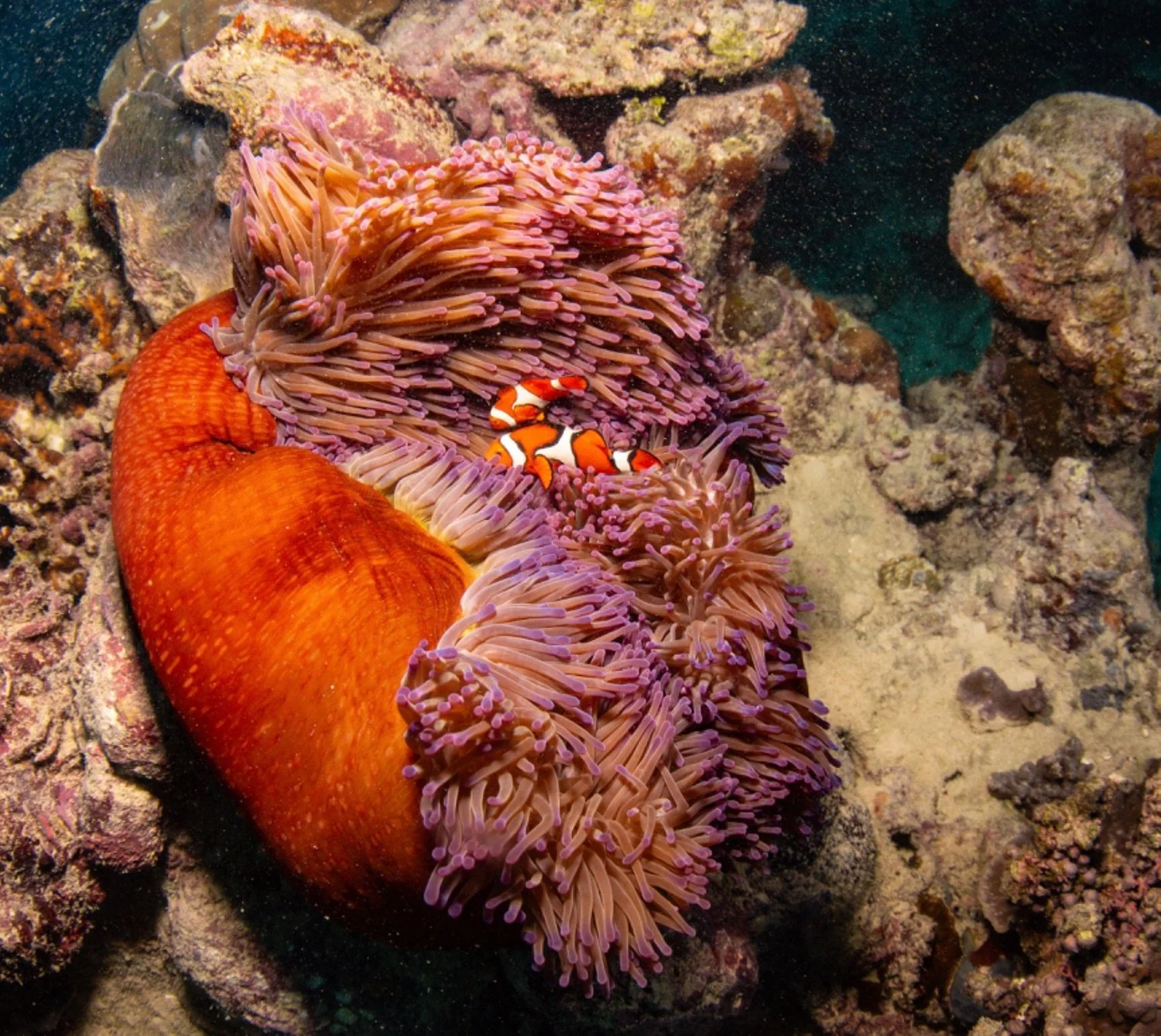 Underwater scene featuring a large orange coral and a pink sea anemone with a clownfish swimming near the anemone.