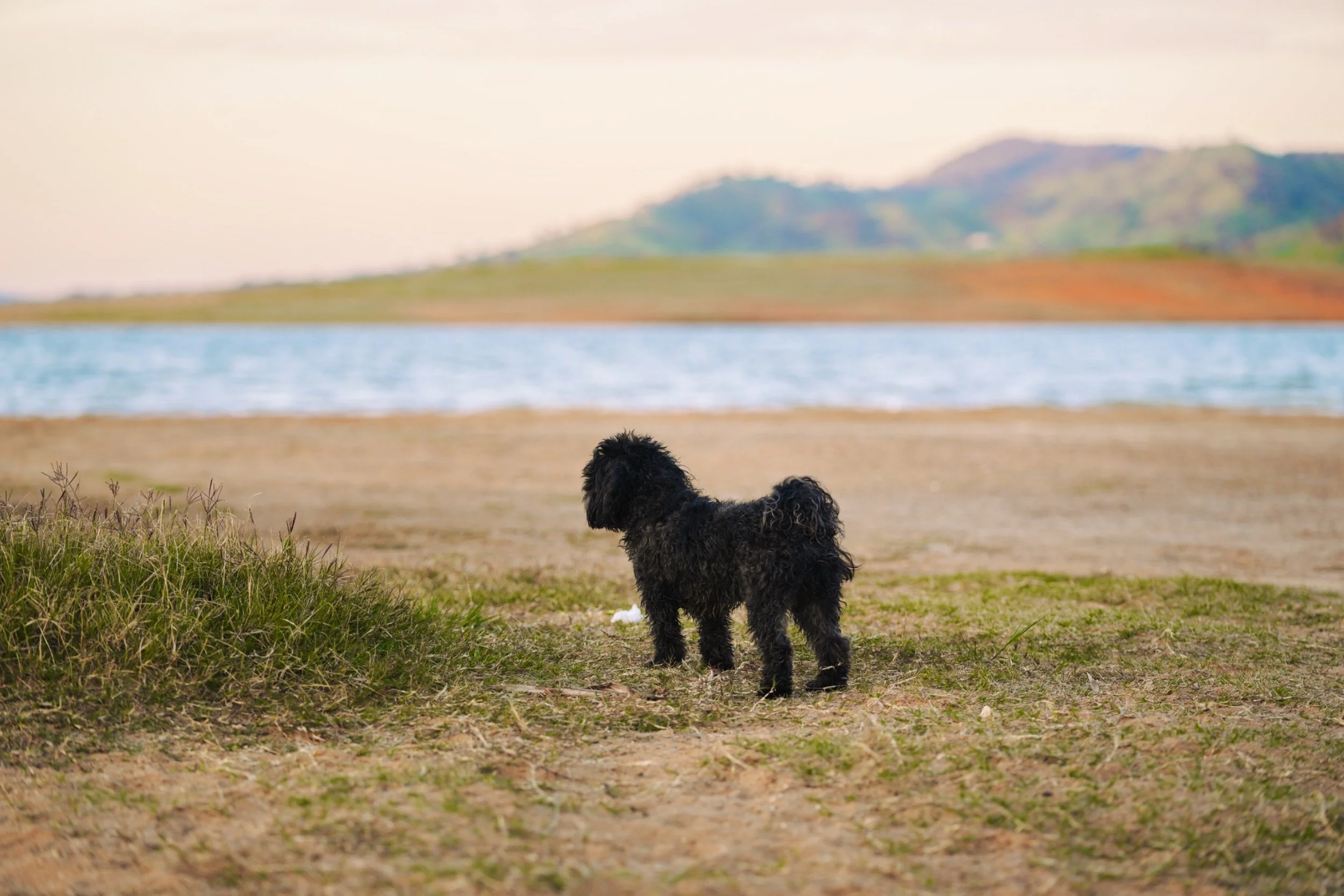 A small black dog standing on grassy ground near a body of water, with distant hills in the background under a cloudy sky.