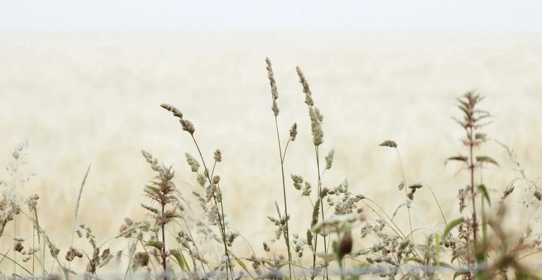 Dry grass and wildflowers in a field with a soft, blurred background.