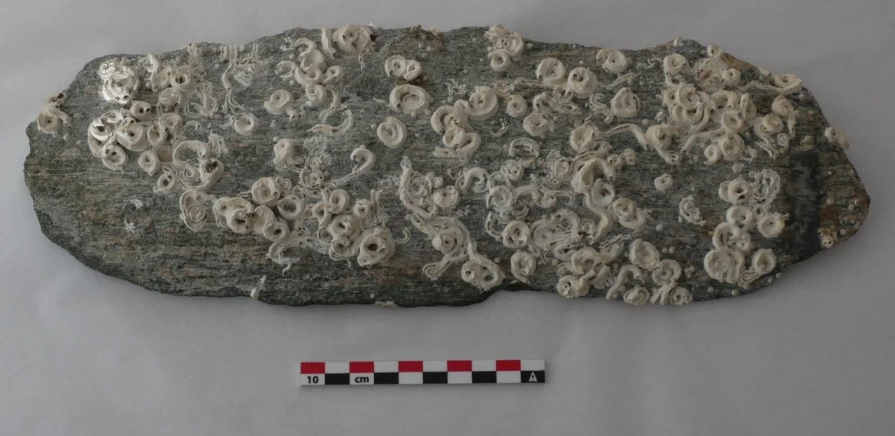 Stein med marinegn, små hvite sneglelignende organismer.