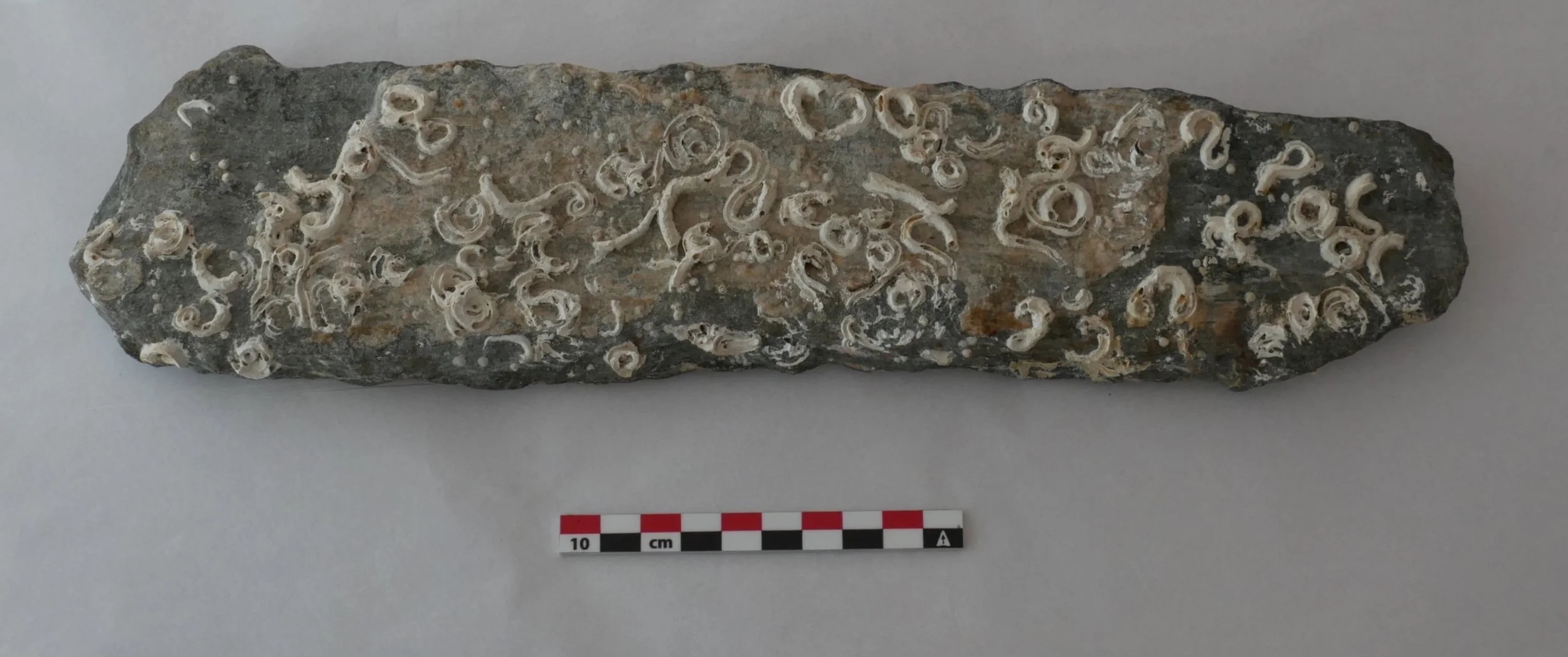 Fossil med mange små, hvite snegleliknende strukturer på en mørk stein, måler ca. 10 cm.