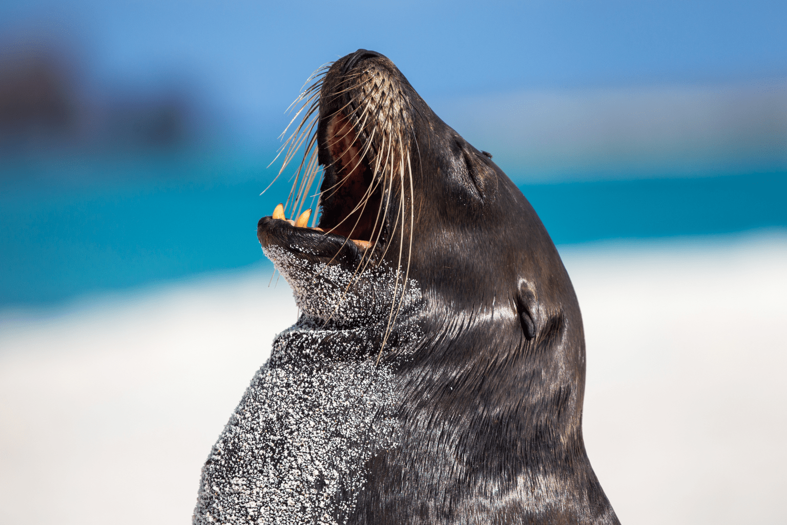 Luxury Travel Advisor