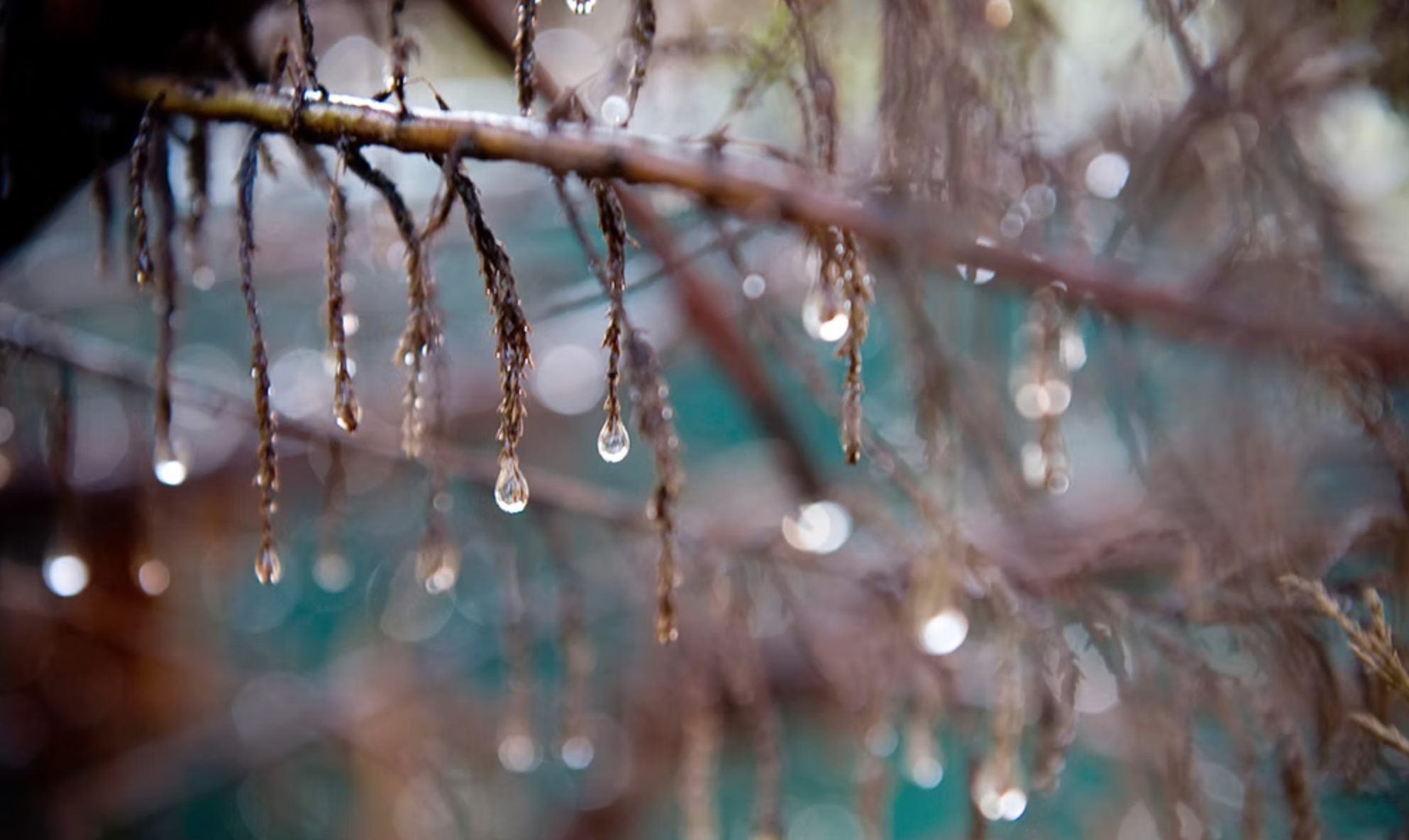 Gouttes d'eau suspendues à des branches d'un arbre, avec un flou artistique en arrière-plan.