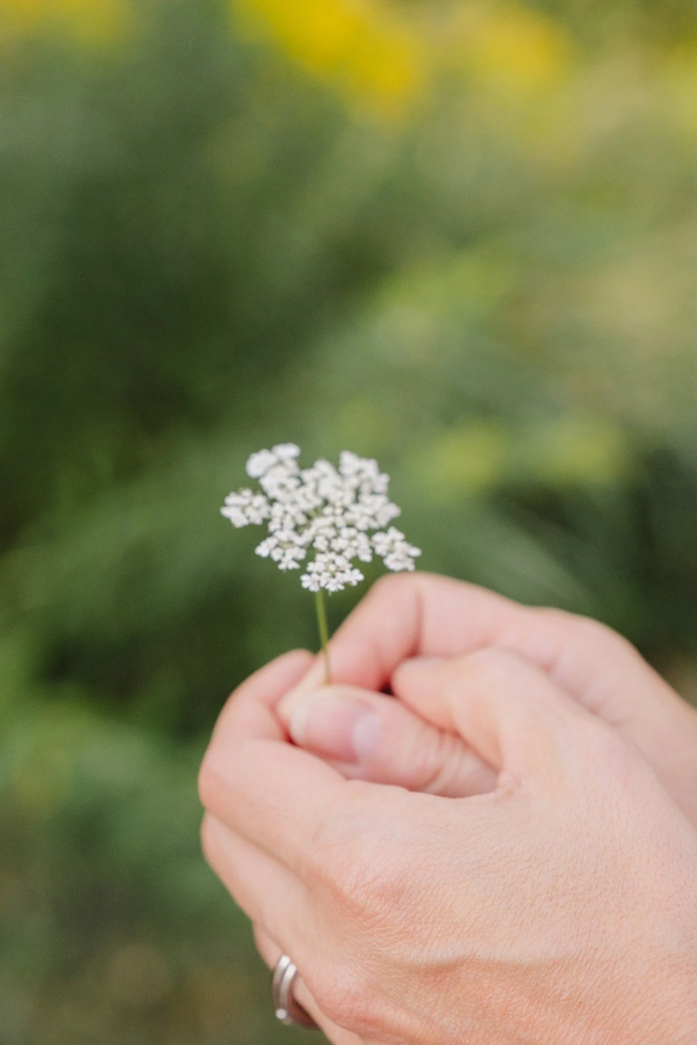 Close-up of a person's hand holding a small white wildflower with a blurred green background.