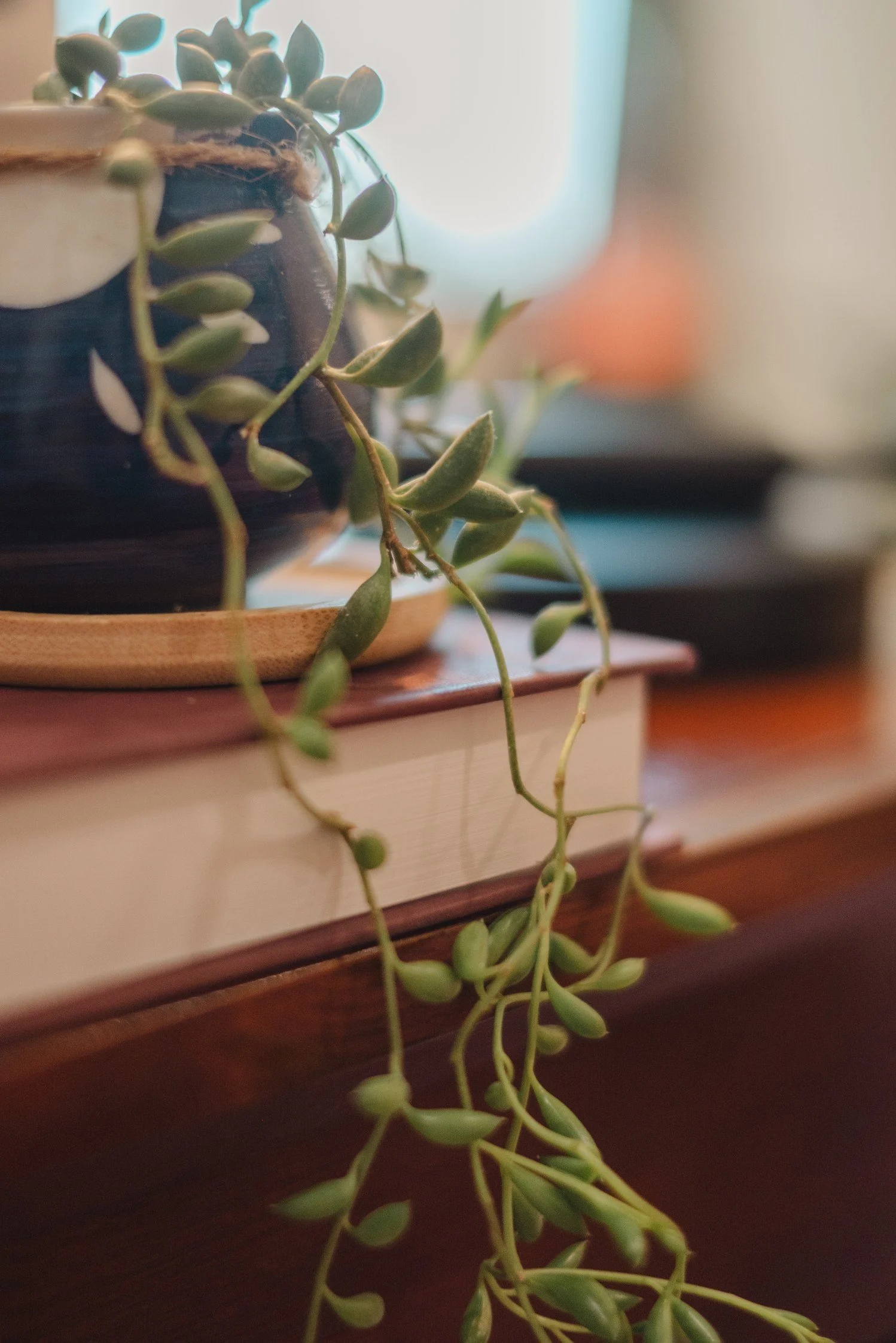 A potted succulent plant with trailing vines sits on top of a stack of books on a wooden surface, with soft natural light illuminating the scene.