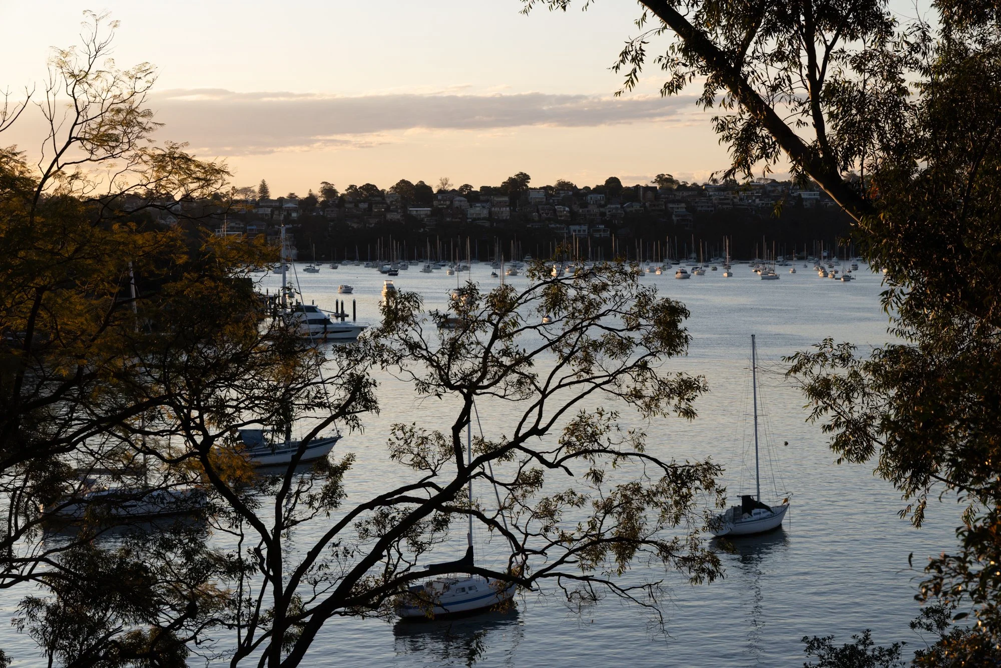 A view of a harbor with sailboats and yachts, partially obscured by trees in the foreground, during sunset or sunrise.