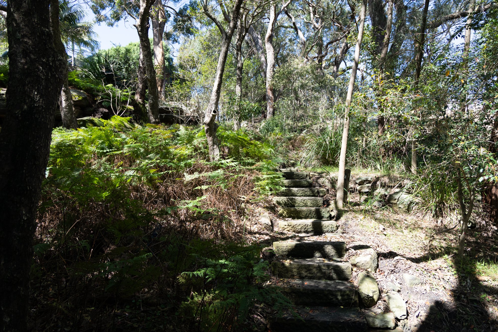 Stone steps leading up through a forested trail surrounded by green trees and plants, with sunlight filtering through the foliage.